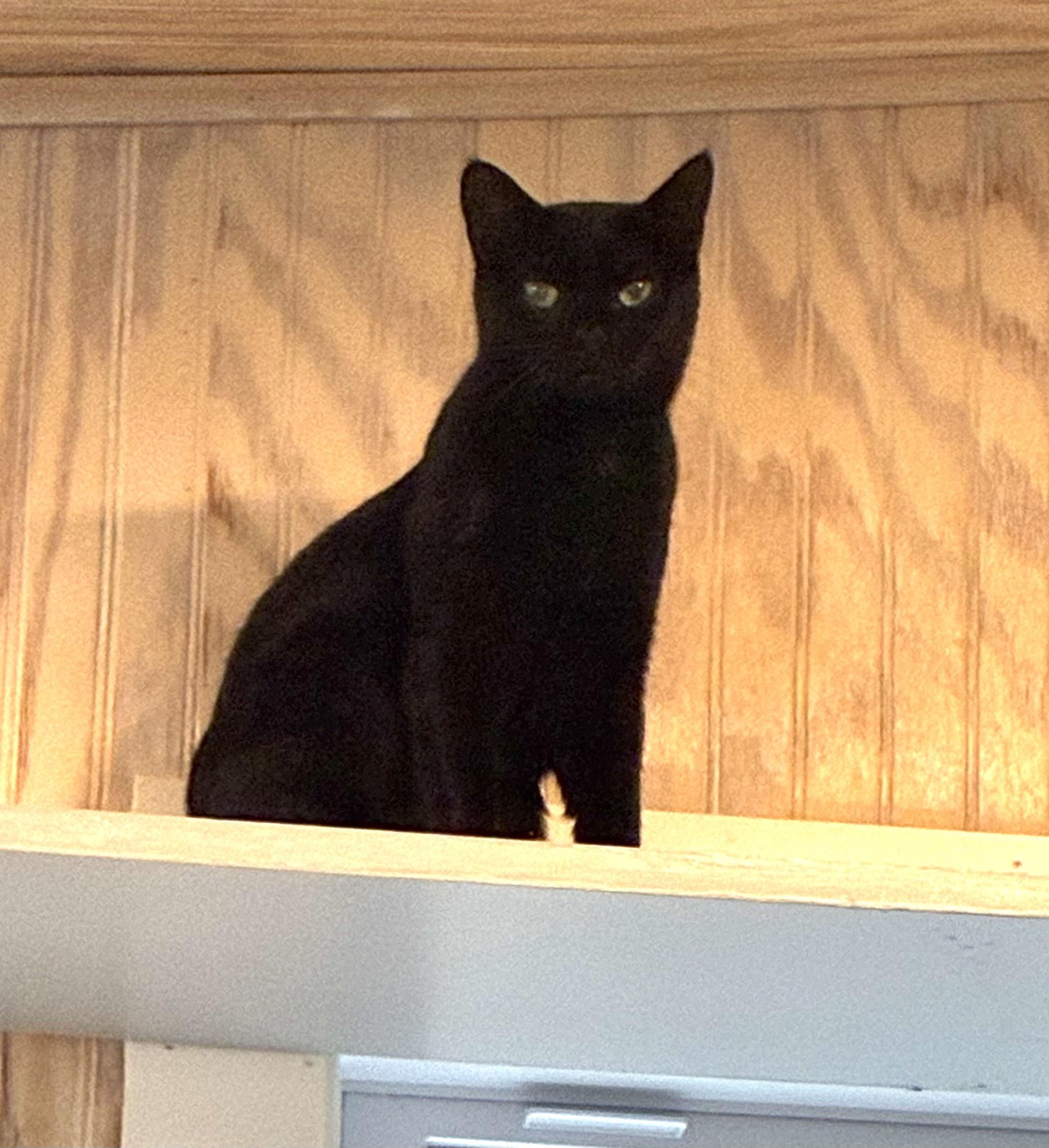 Enlarge Cleo, a ADOPTABLE mixed breed in Vineyard Haven, MA image 4/4