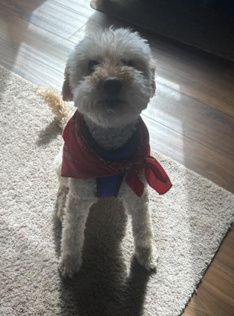 Hudson, adopted, Senior Male Labradoodle.