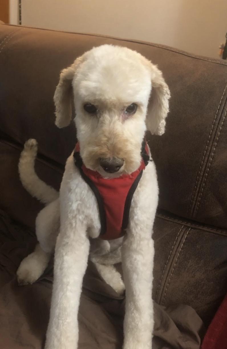 Hudson, an adopted Labradoodle in Powell Butte, OR image 2/3