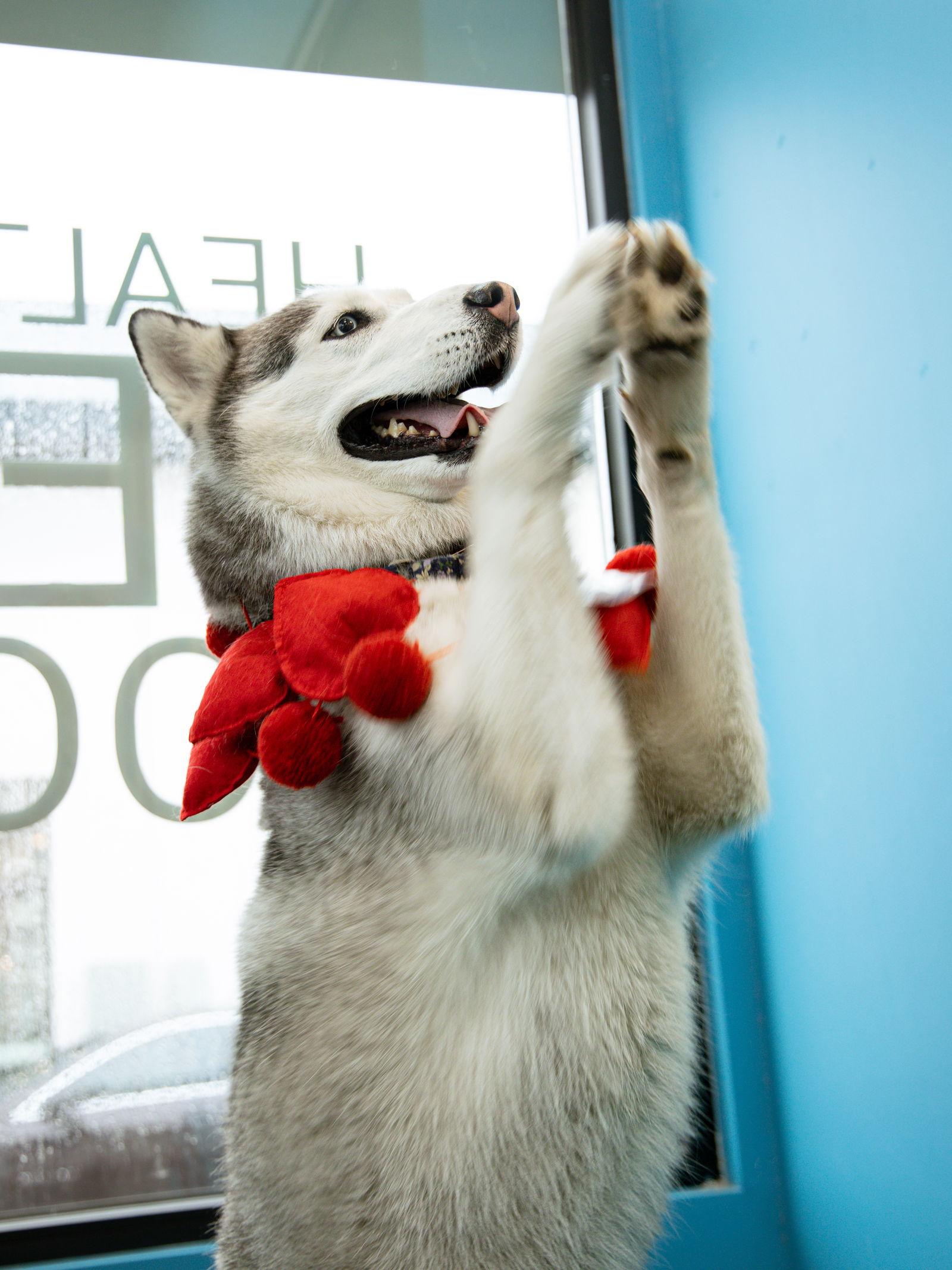 Enlarge Dumpling, a Adoptable Siberian Husky in Carrollton, TX image 2/3