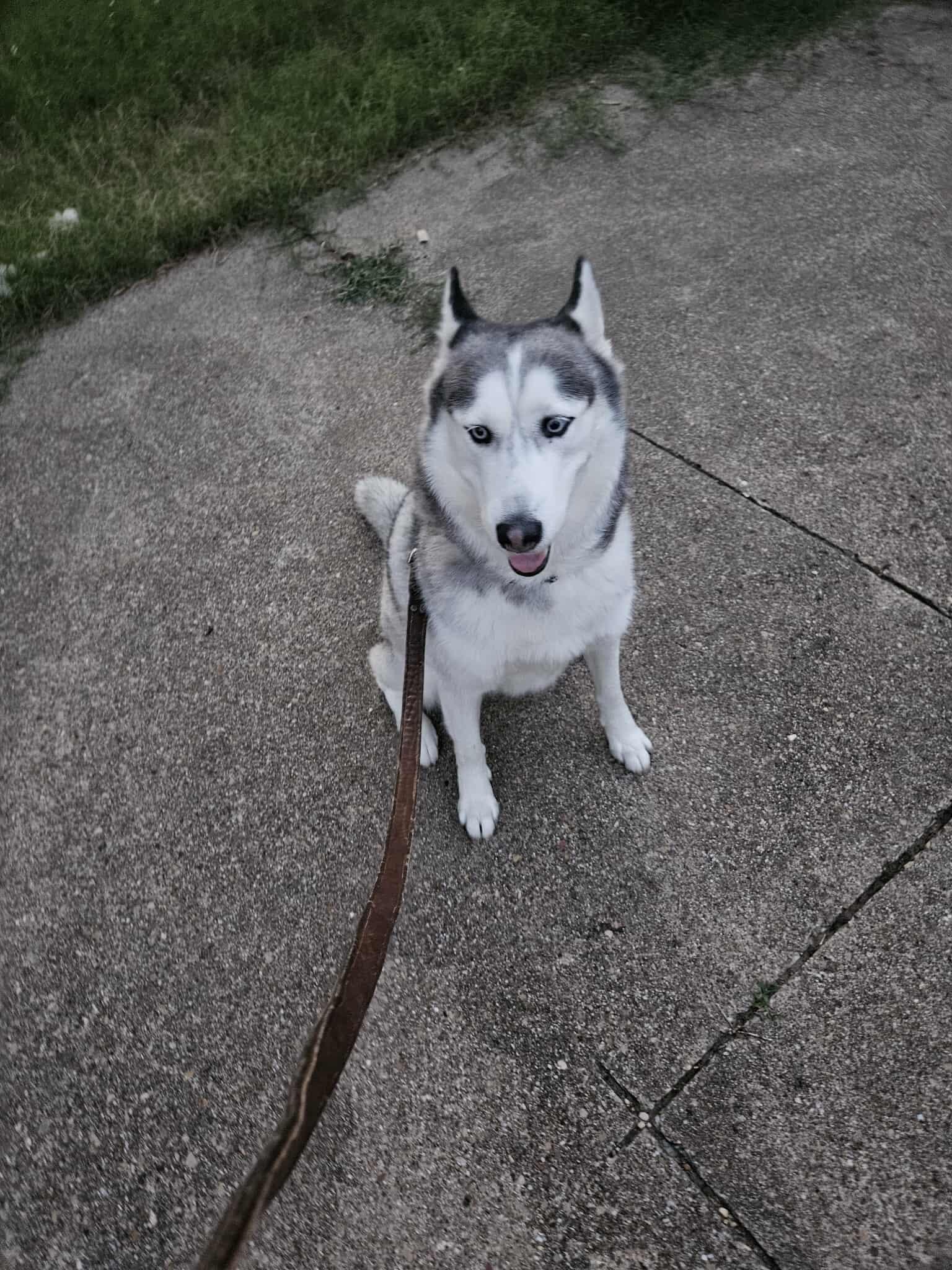 Dumpling, Adoptable, Adult Female Siberian Husky.
