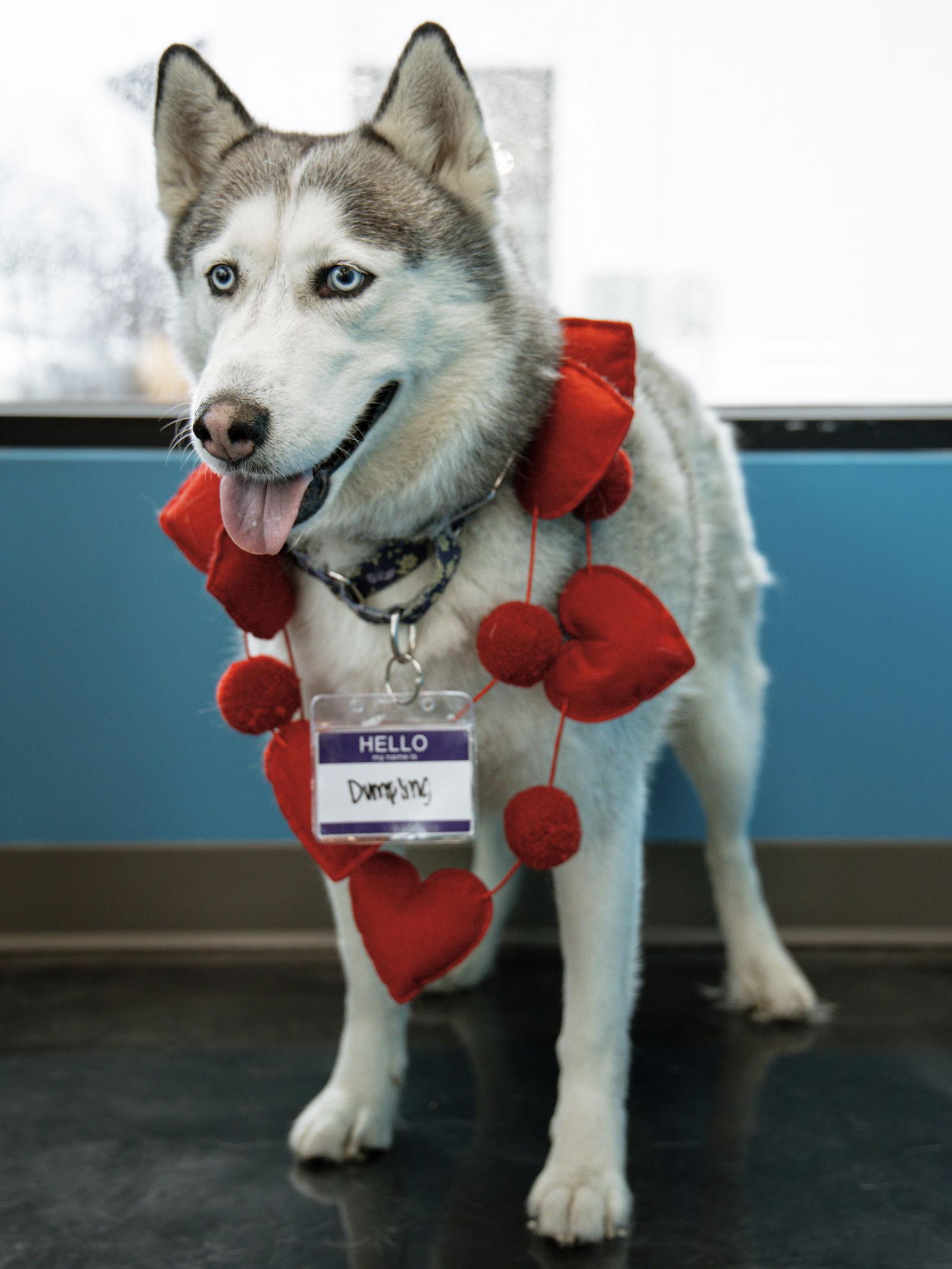Enlarge Dumpling, a Adoptable Siberian Husky in Carrollton, TX image 3/3