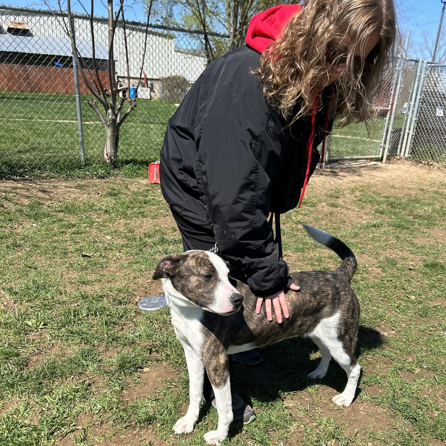 Dog for adoption Asher, a Mixed Breed in Elyria, OH Petfinder