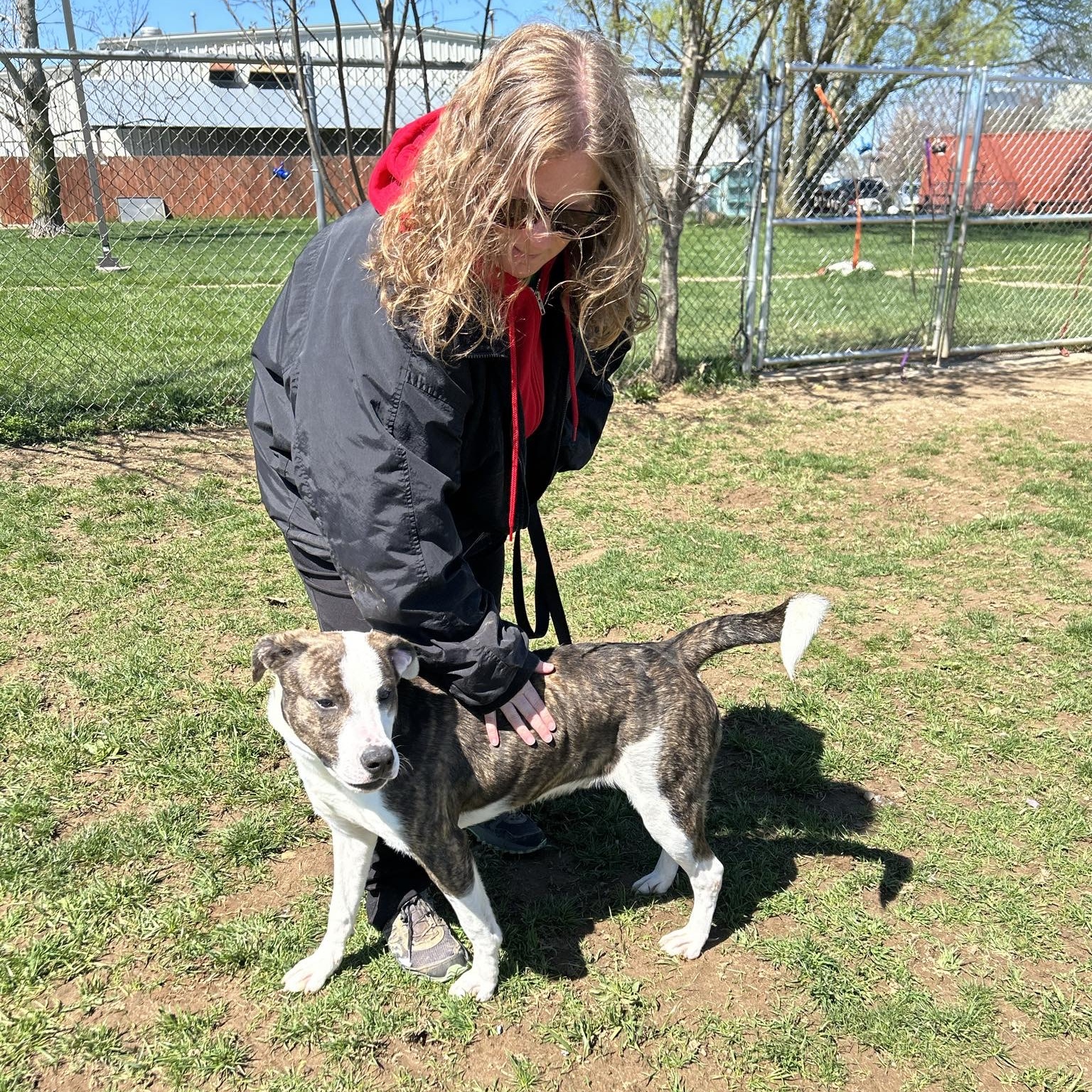 Dog for adoption Asher, a Mixed Breed in Elyria, OH Petfinder