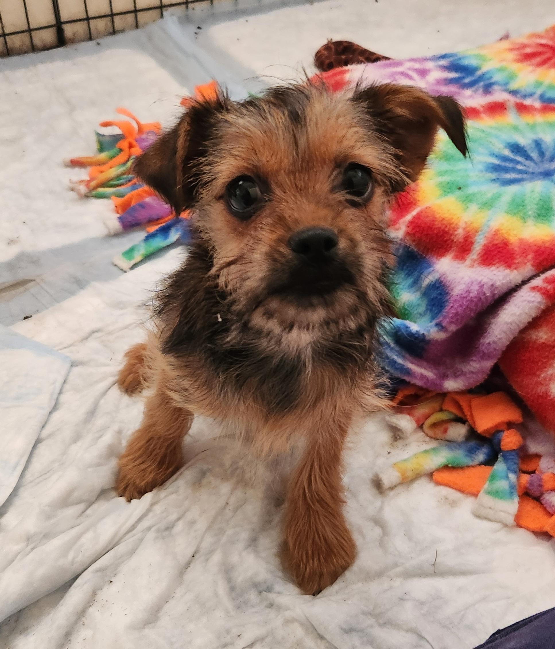 Enlarge Tawny, an adopted mixed breed in Liberty Center, OH image 3/6