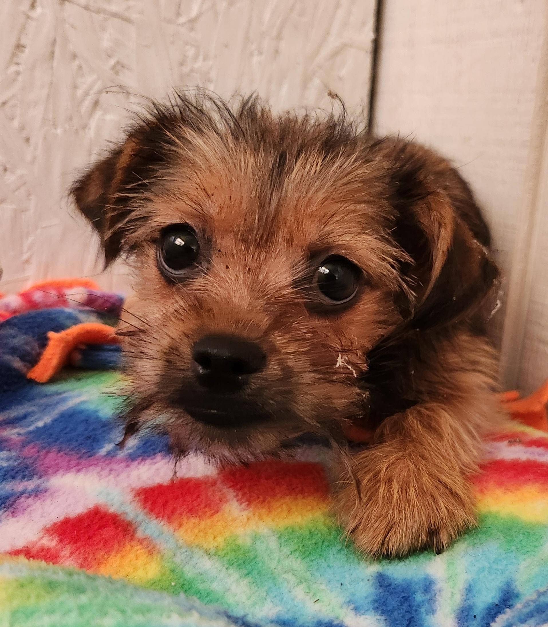 Enlarge Tawny, an adopted mixed breed in Liberty Center, OH image 6/6