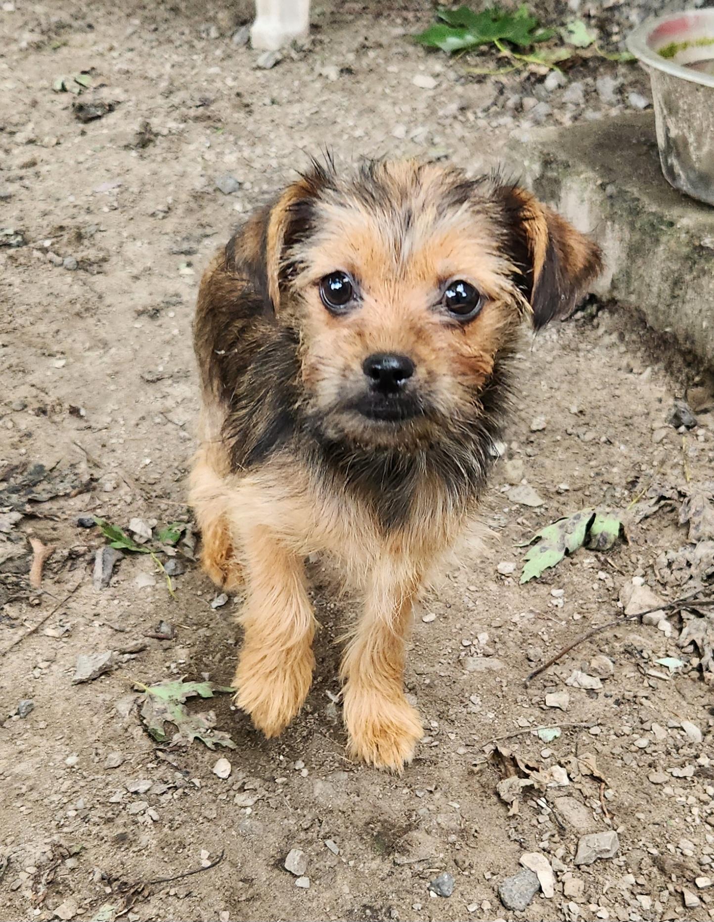 Enlarge Tawny, an adopted mixed breed in Liberty Center, OH image 4/6