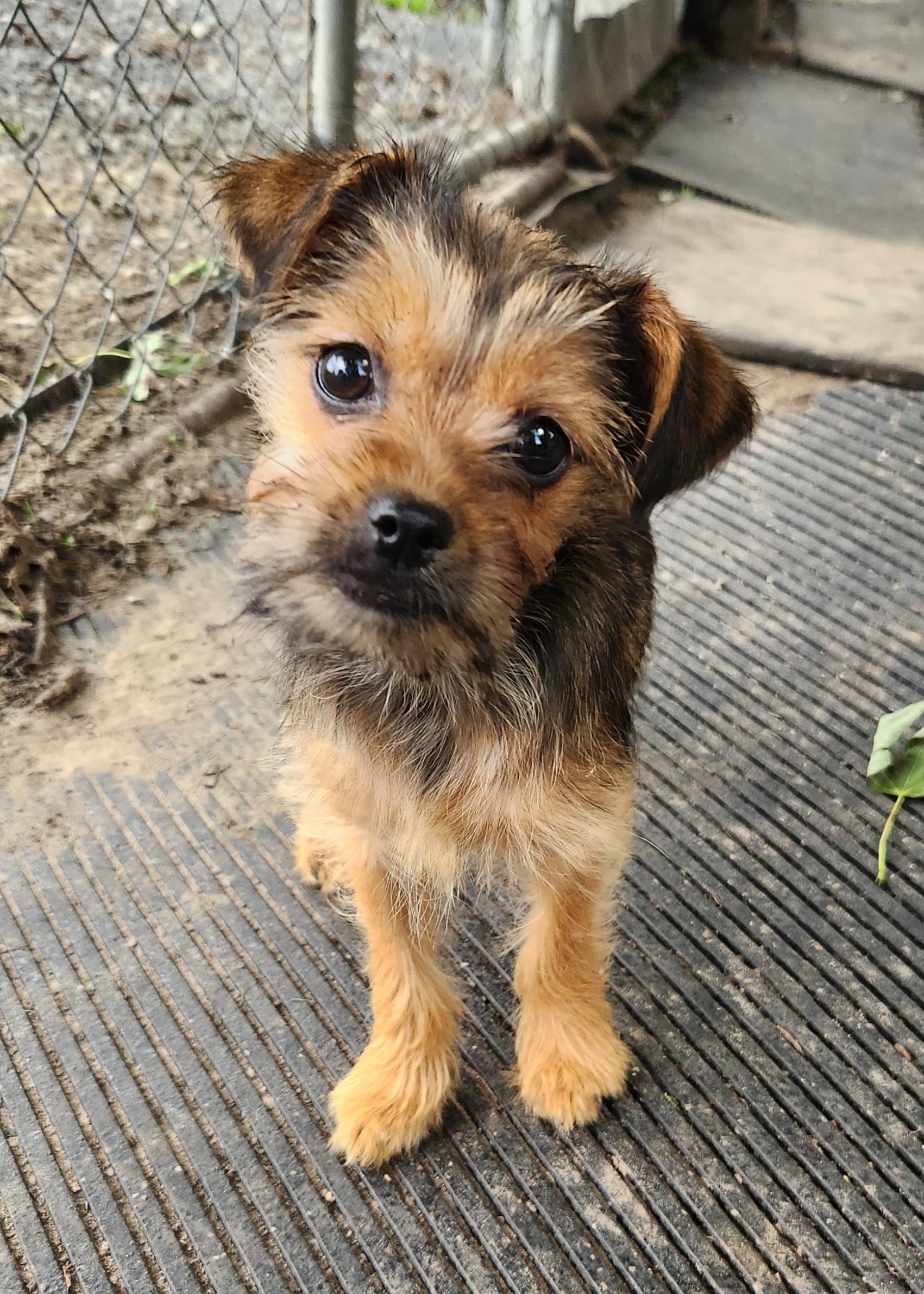 Tawny, adopted, Puppy Female Yorkshire Terrier.