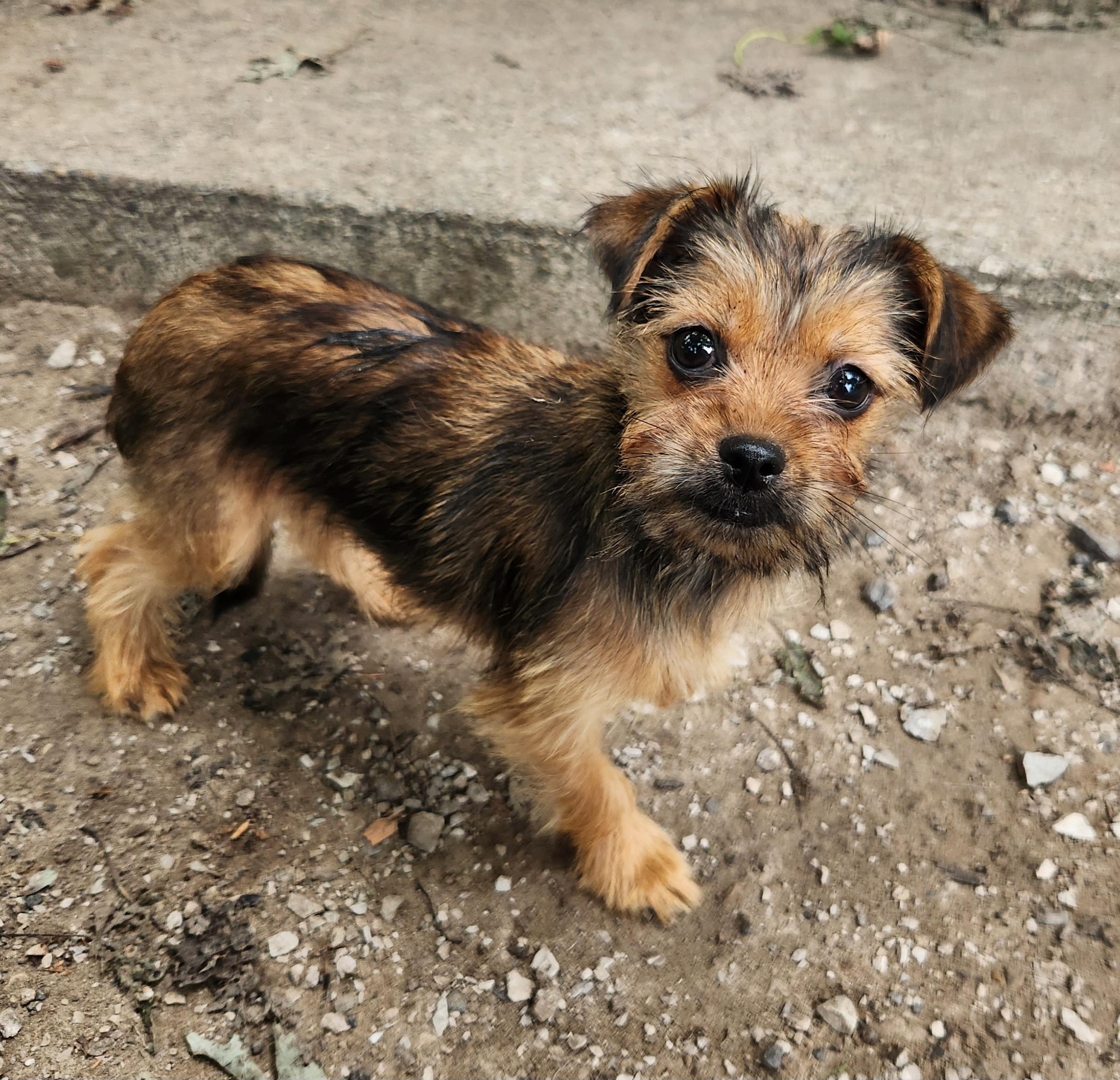 Enlarge Tawny, an adopted mixed breed in Liberty Center, OH image 2/6