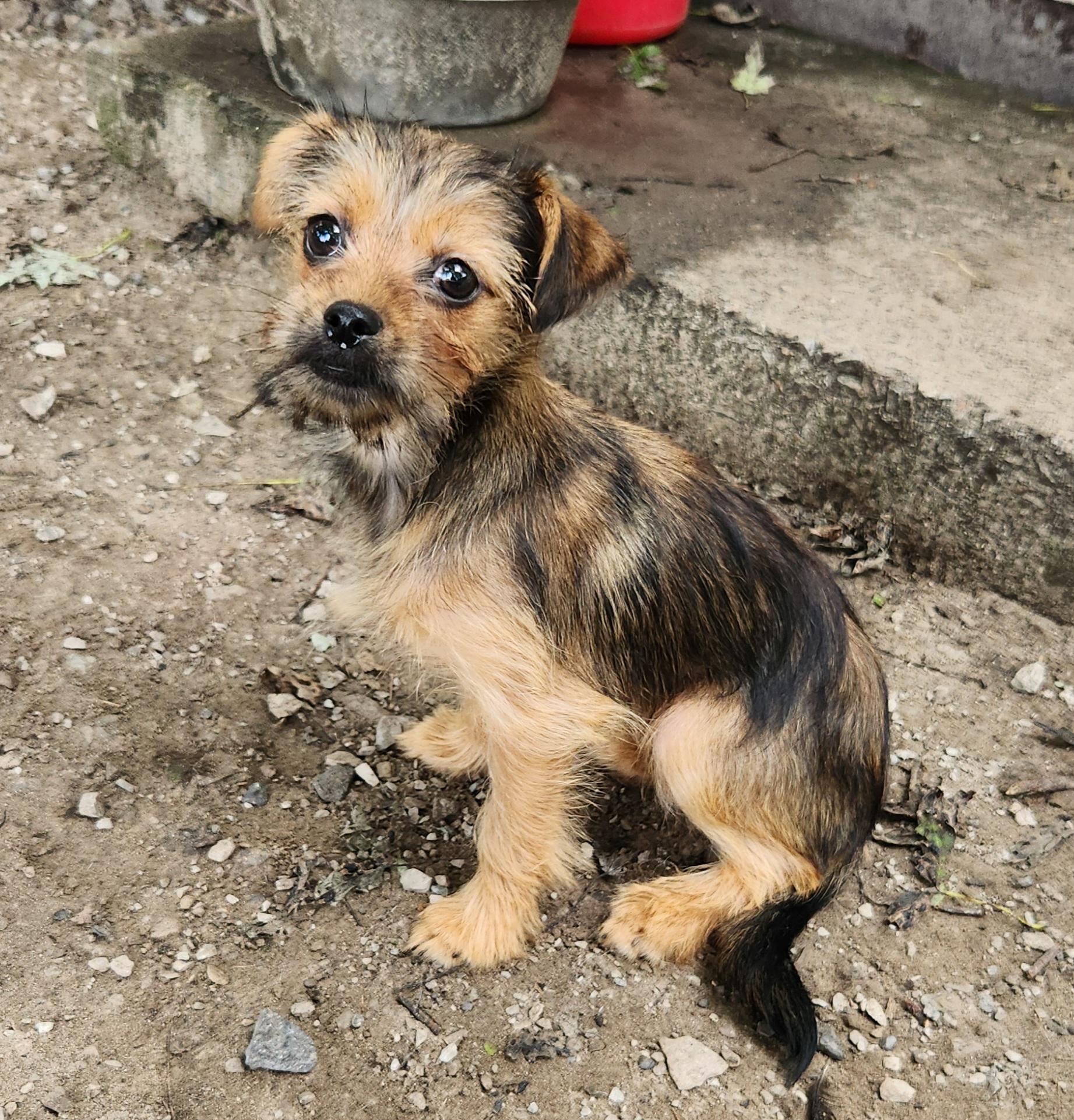 Enlarge Tawny, an adopted mixed breed in Liberty Center, OH image 5/6