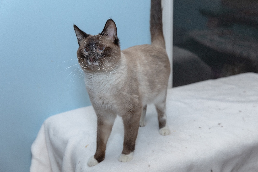Huckleberry, Adoptable, Adult Male Siamese.