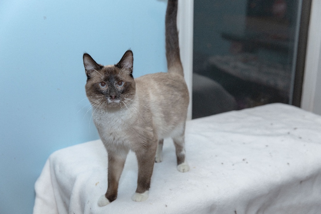 Huckleberry, a Adoptable Siamese in Chicago, IL image 2/2