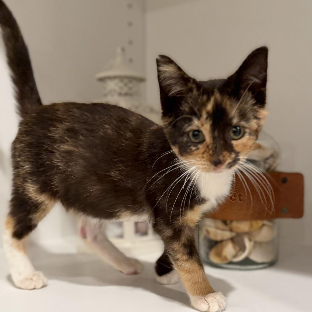 Jade, Adoptable, Kitten Female Domestic Short Hair.