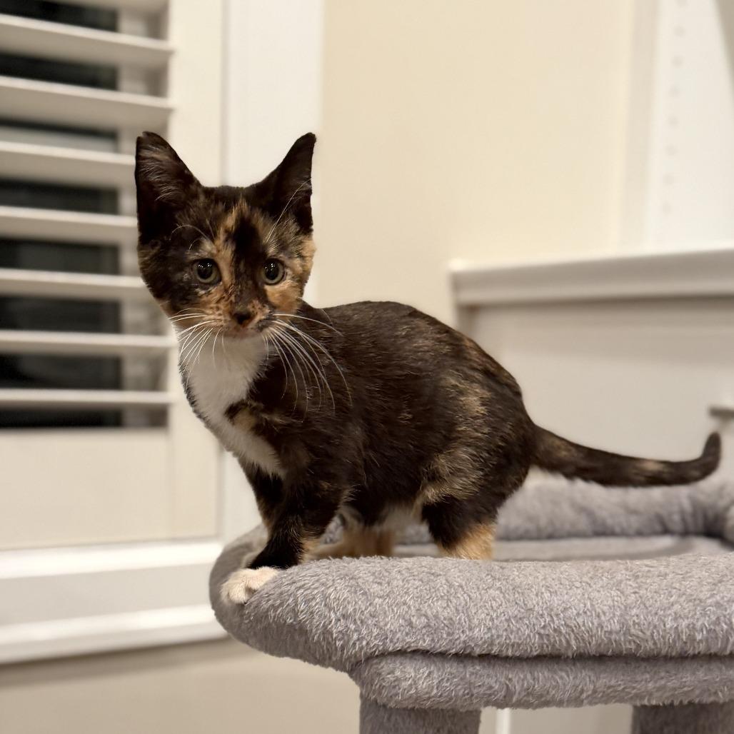 Enlarge Jade, a Adoptable Domestic Short Hair in Lexington, KY image 3/6