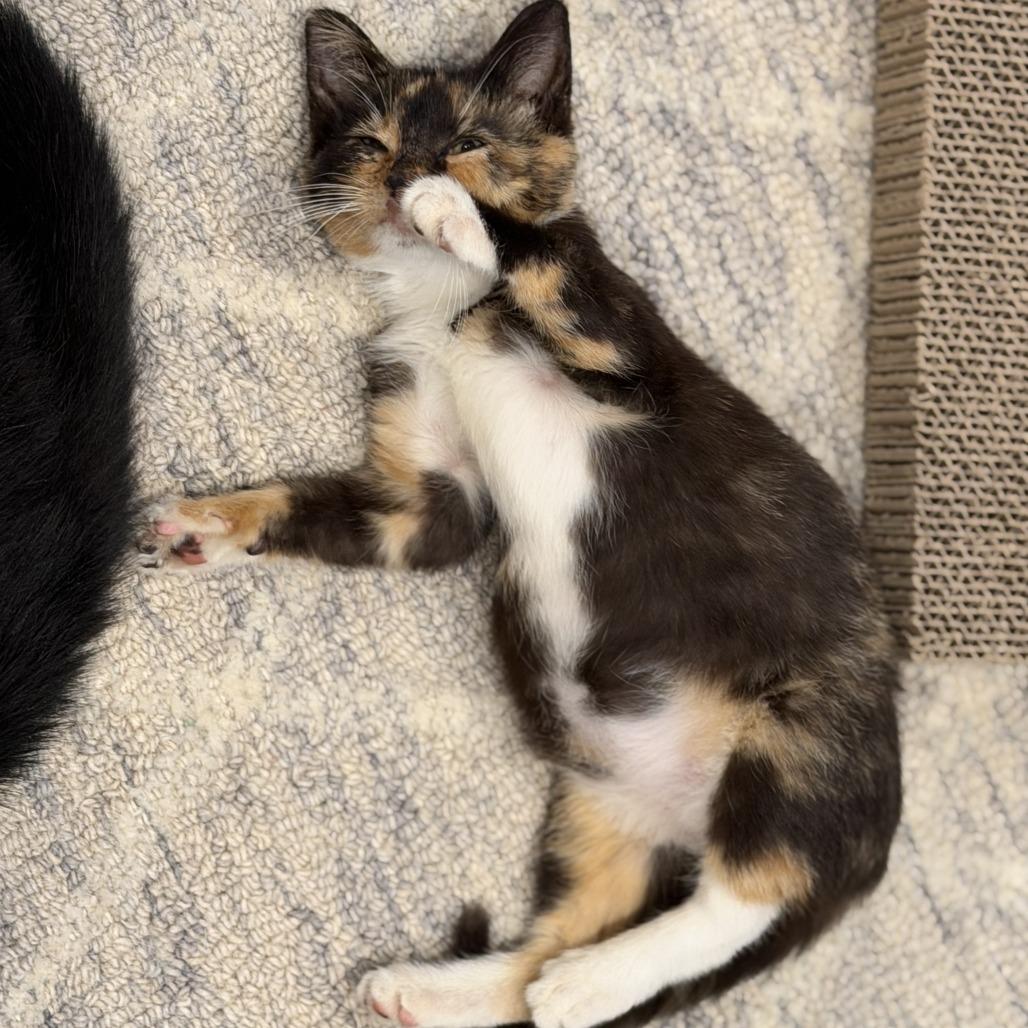 Enlarge Jade, a Adoptable Domestic Short Hair in Lexington, KY image 4/6