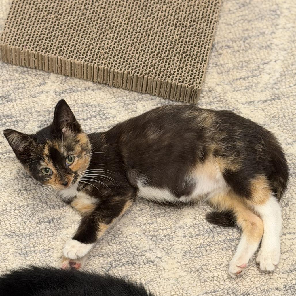 Enlarge Jade, a Adoptable Domestic Short Hair in Lexington, KY image 5/6