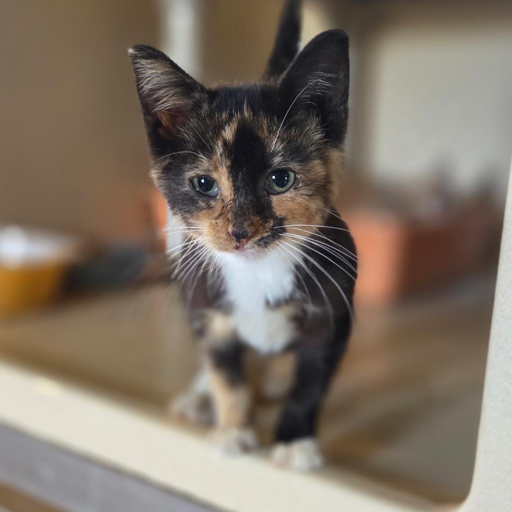 Enlarge Jade, a Adoptable Domestic Short Hair in Lexington, KY image 6/6