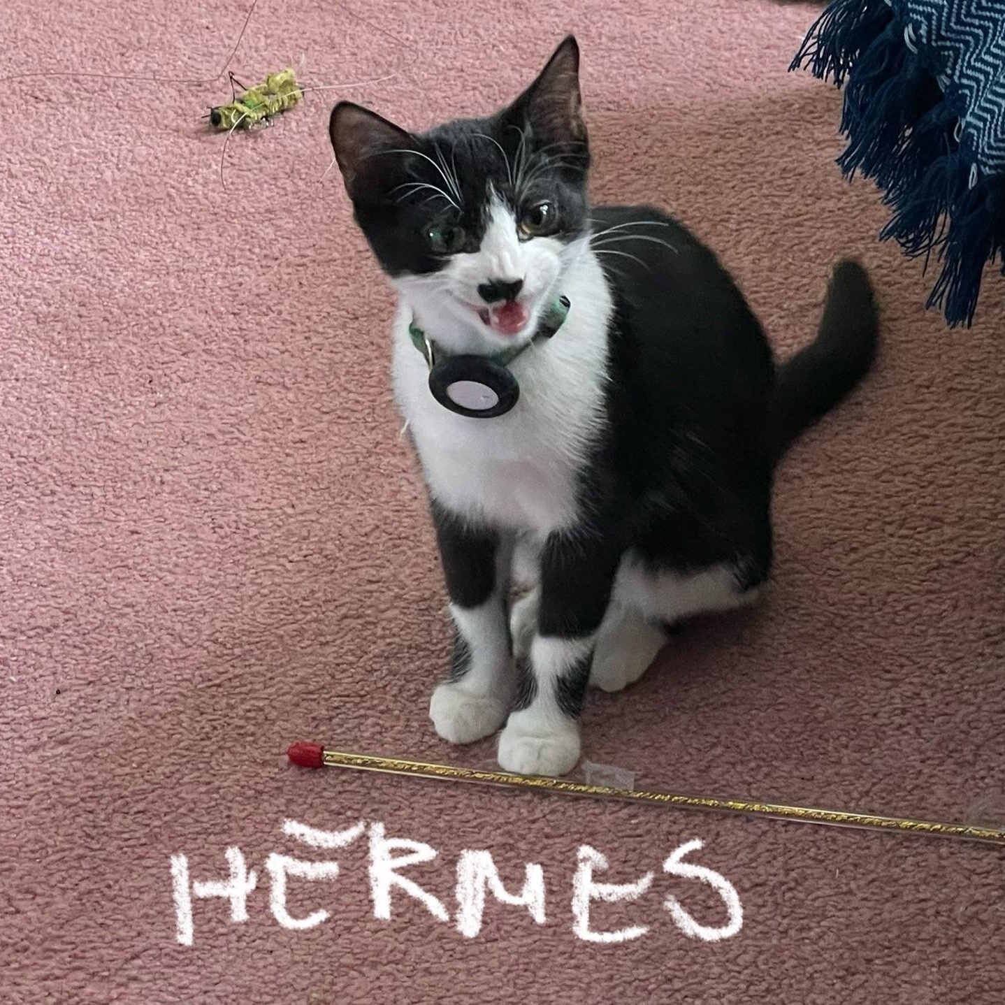 Enlarge Hermes (**bonded with Wika**), an adopted Domestic Short Hair in Pickering, ON image 2/5