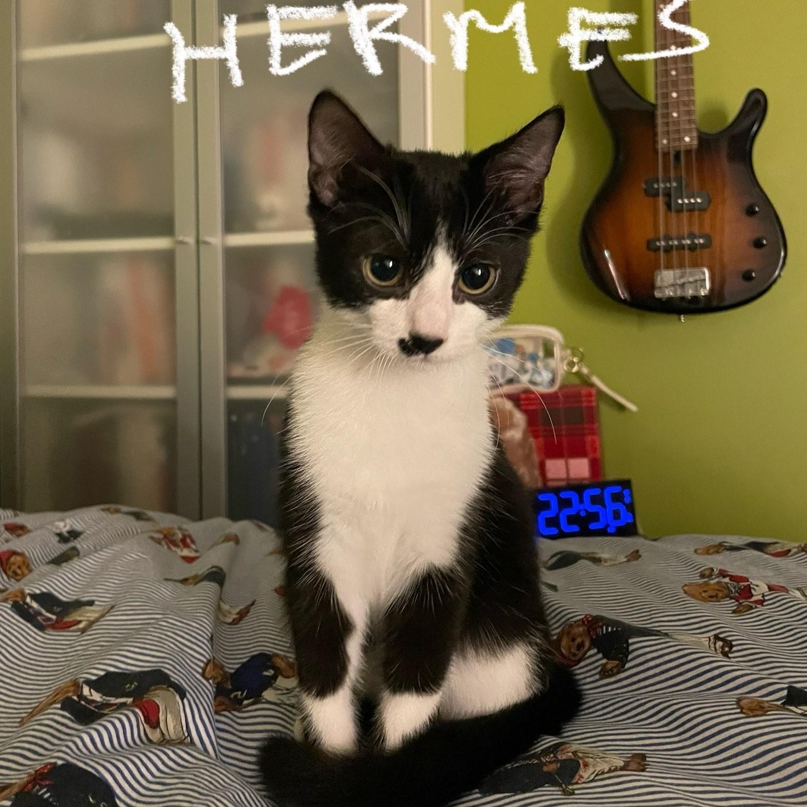Enlarge Hermes (**bonded with Wika**), an adopted Domestic Short Hair in Pickering, ON image 3/5