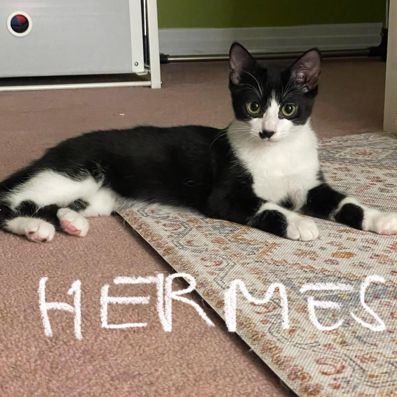 Enlarge Hermes (**bonded with Wika**), an adopted Domestic Short Hair in Pickering, ON image 5/5