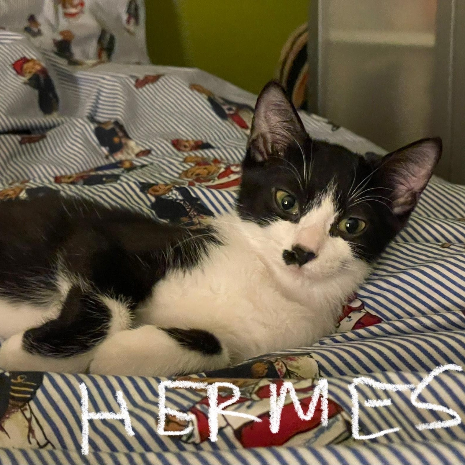 Enlarge Hermes (**bonded with Wika**), an adopted Domestic Short Hair in Pickering, ON image 1/5