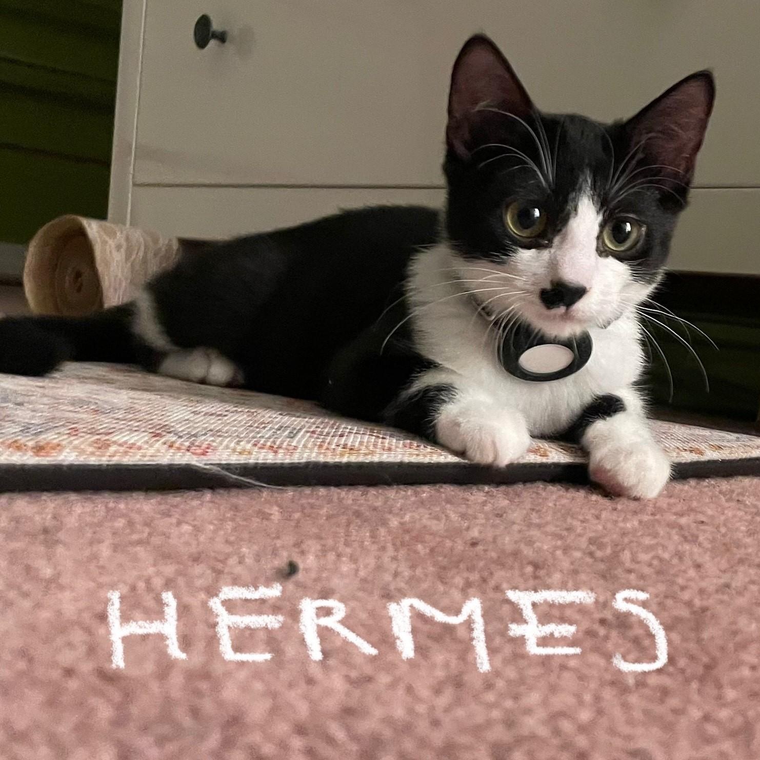Enlarge Hermes (**bonded with Wika**), an adopted Domestic Short Hair in Pickering, ON image 4/5