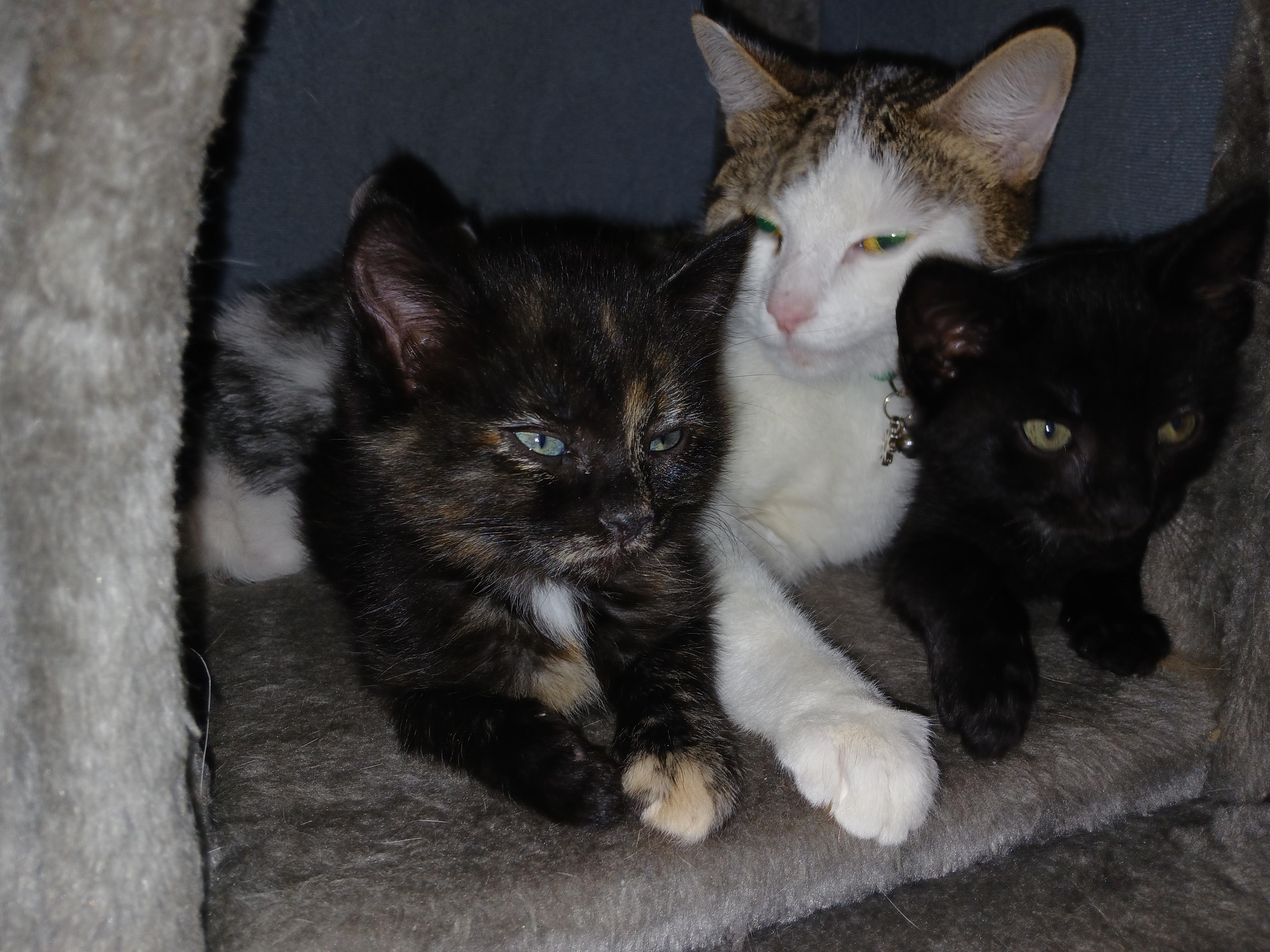 Enlarge Purcy, a Adoptable Domestic Short Hair in Diamond Springs, CA image 1/6