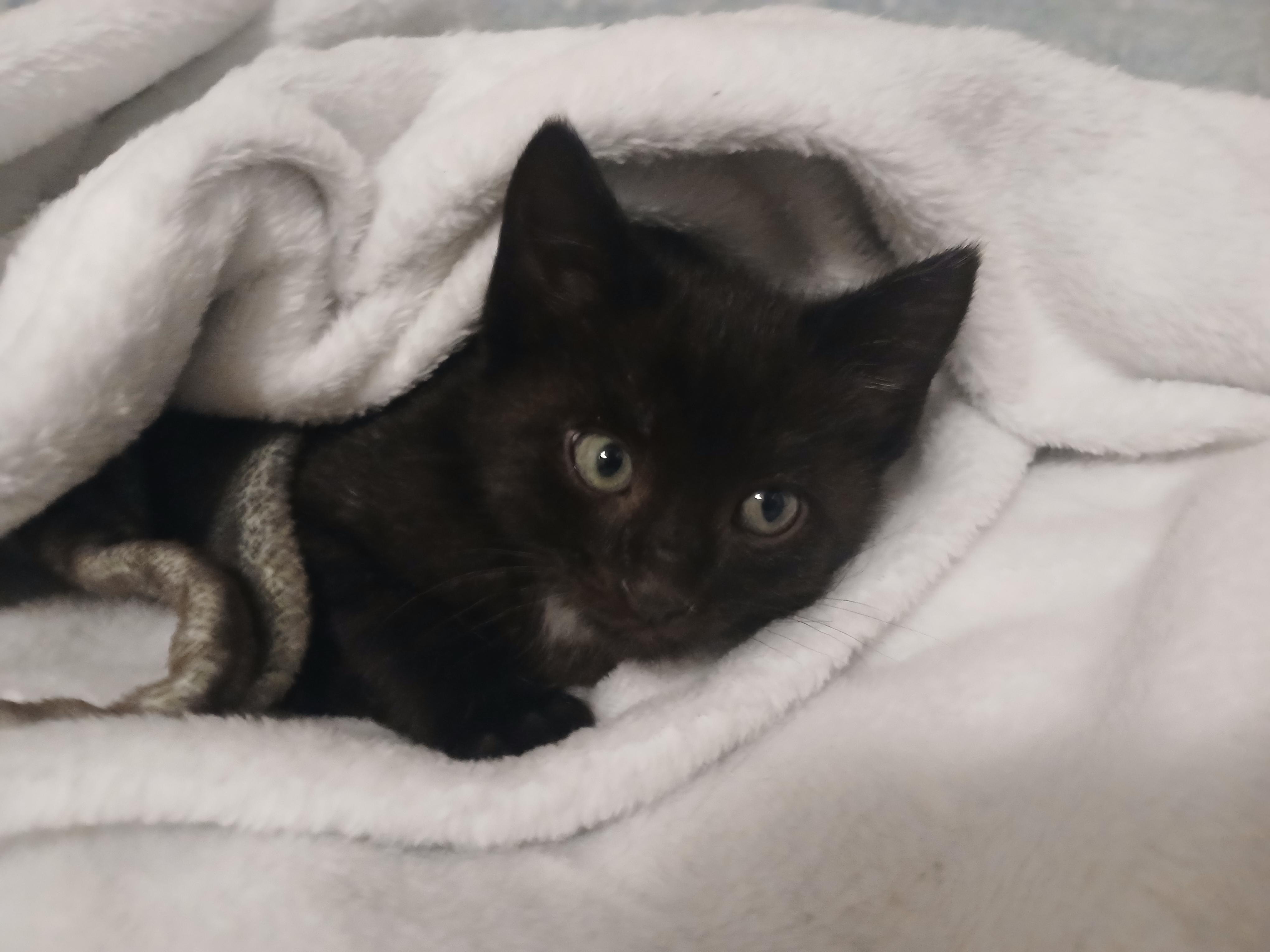 Enlarge Purcy, a Adoptable Domestic Short Hair in Diamond Springs, CA image 2/6