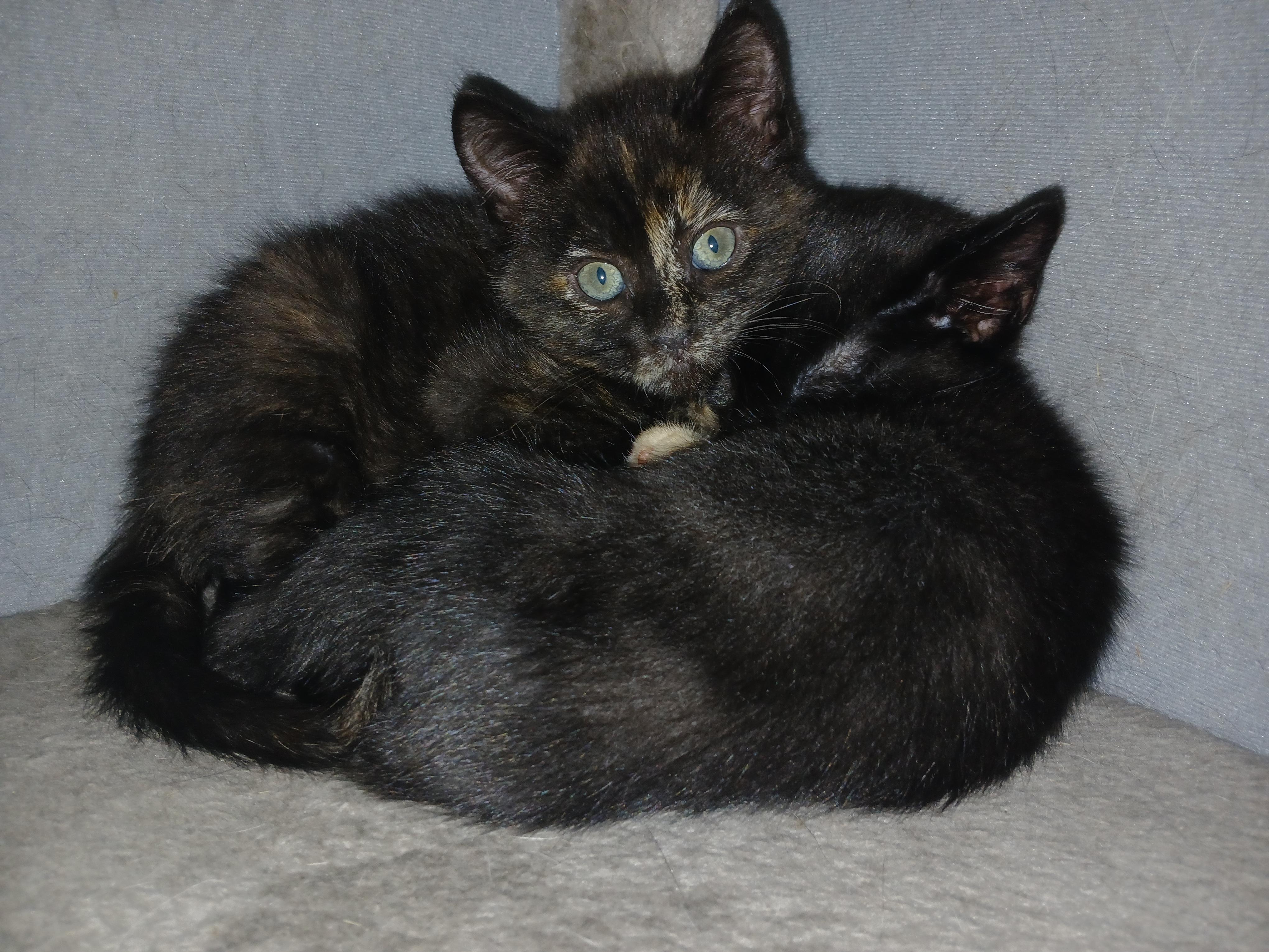 Enlarge Purcy, a Adoptable Domestic Short Hair in Diamond Springs, CA image 3/6