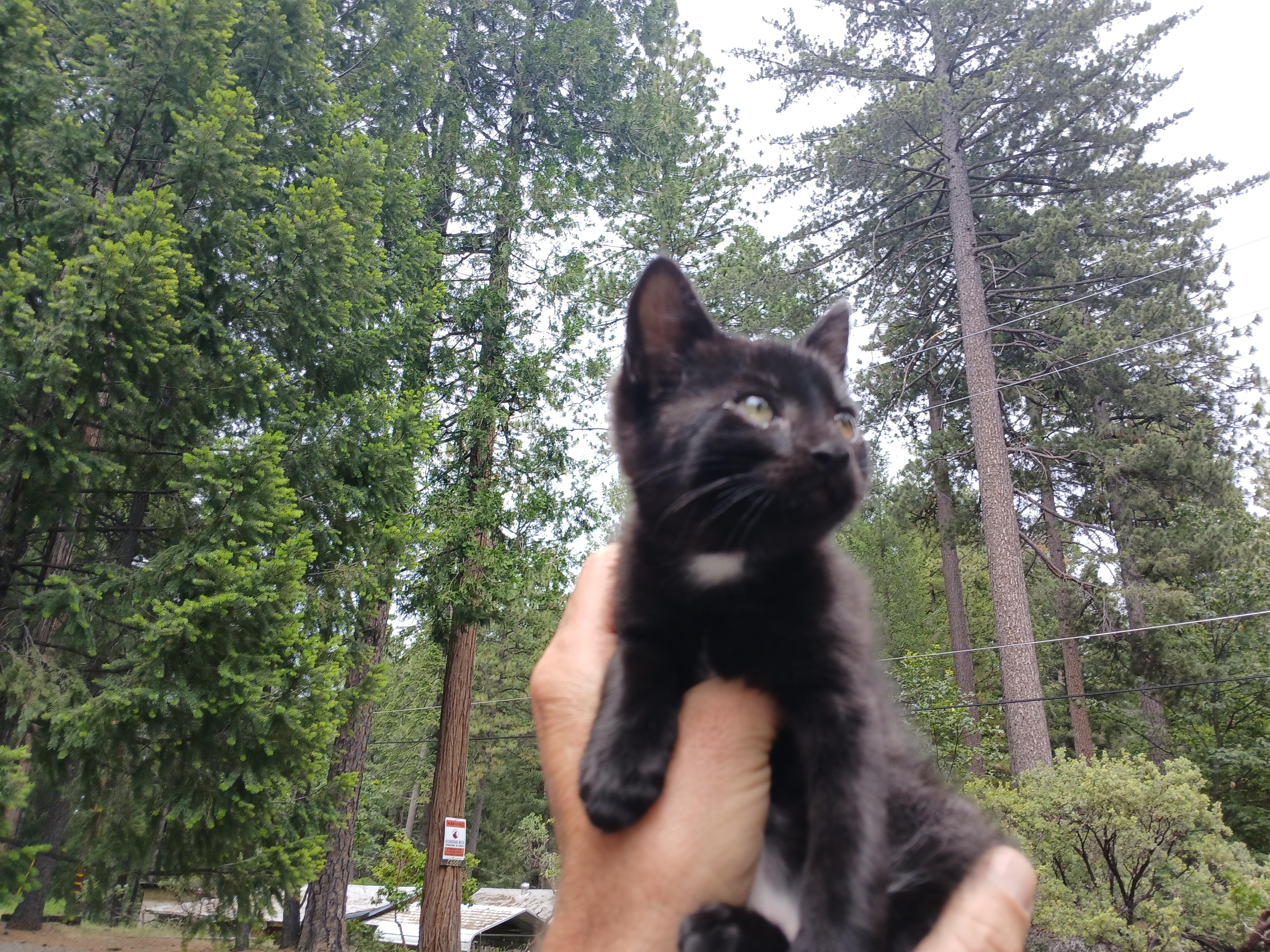 Enlarge Purcy, a Adoptable Domestic Short Hair in Diamond Springs, CA image 4/6