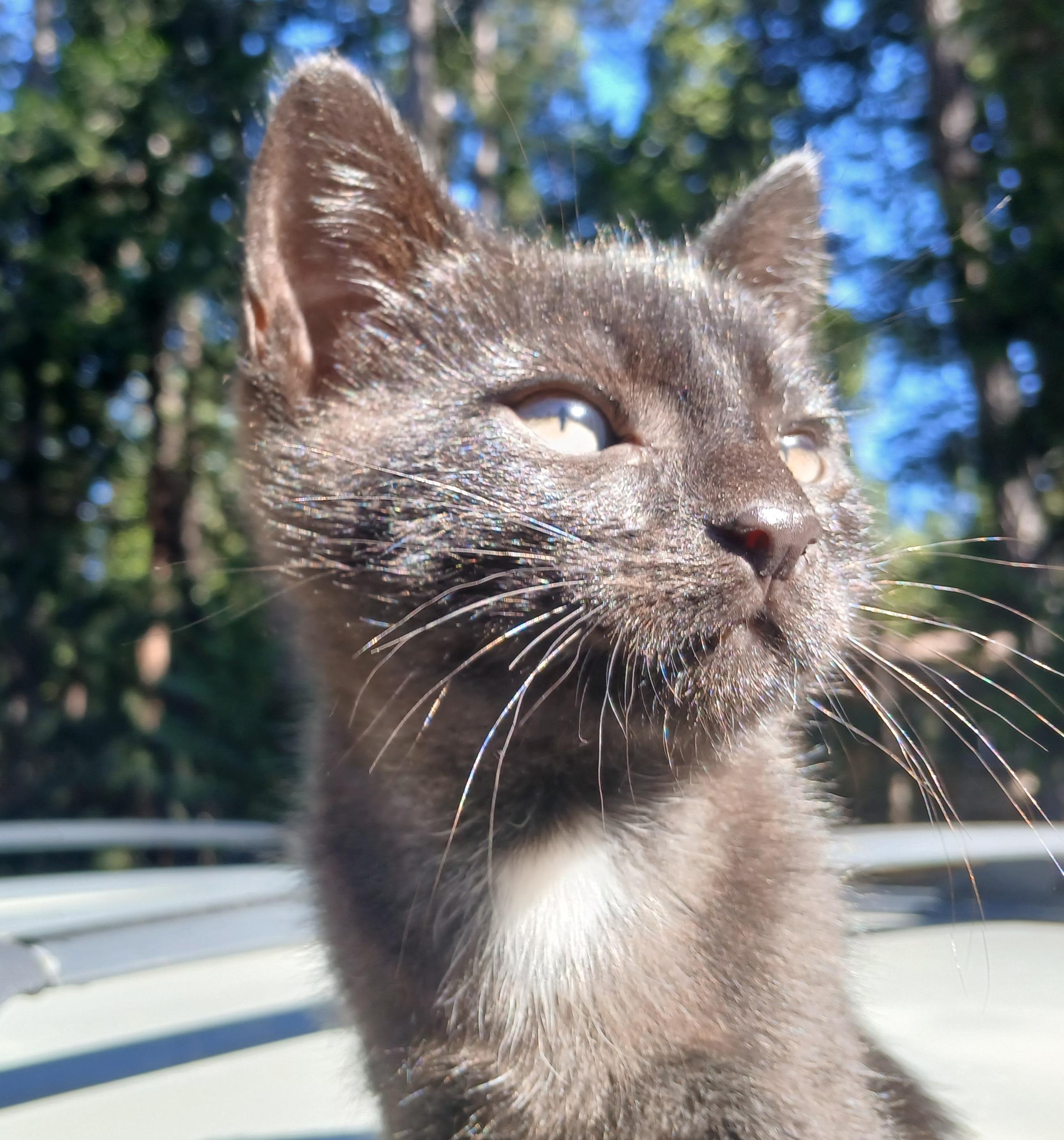 Enlarge Purcy, a Adoptable Domestic Short Hair in Diamond Springs, CA image 5/6