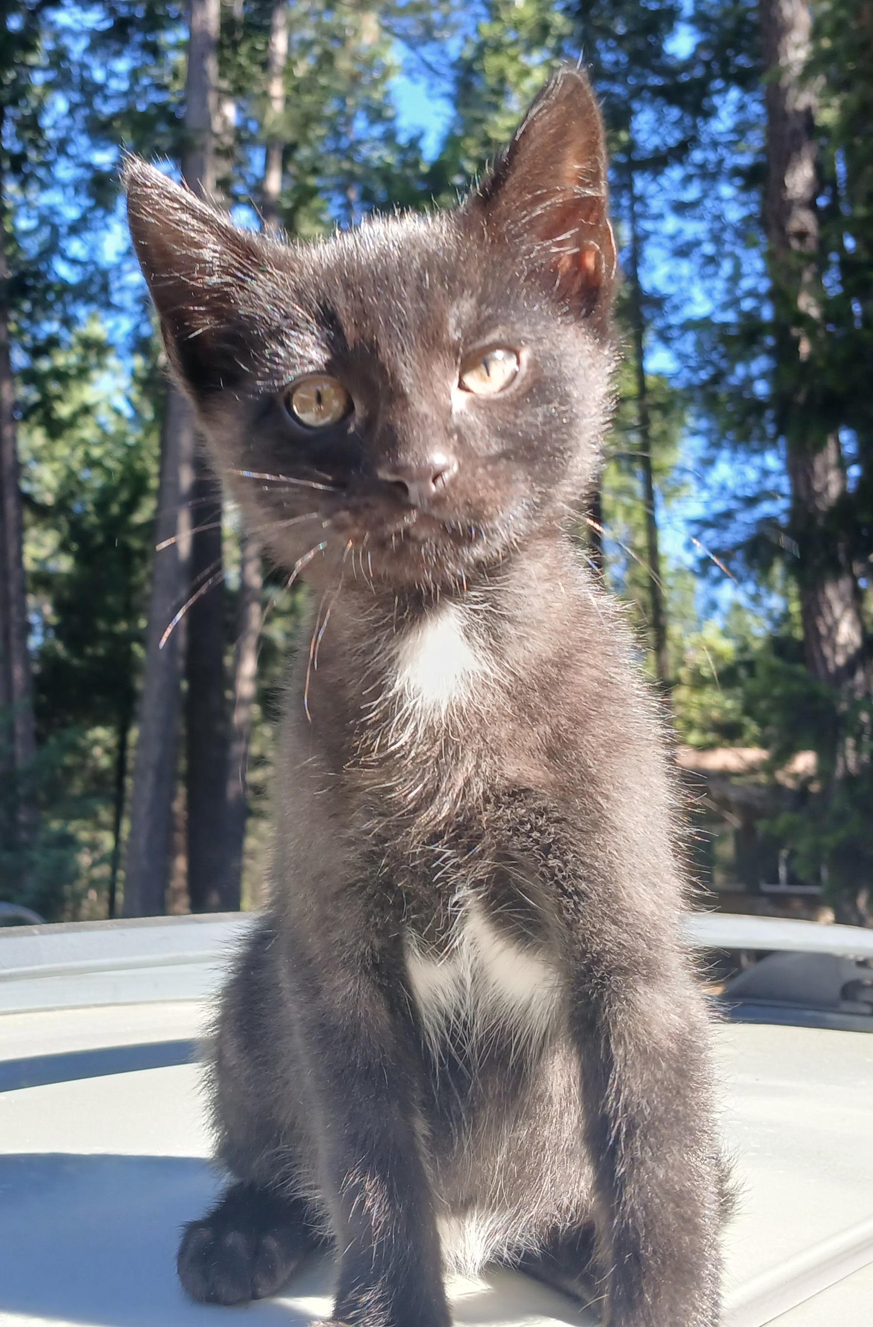 Enlarge Purcy, a Adoptable Domestic Short Hair in Diamond Springs, CA image 6/6
