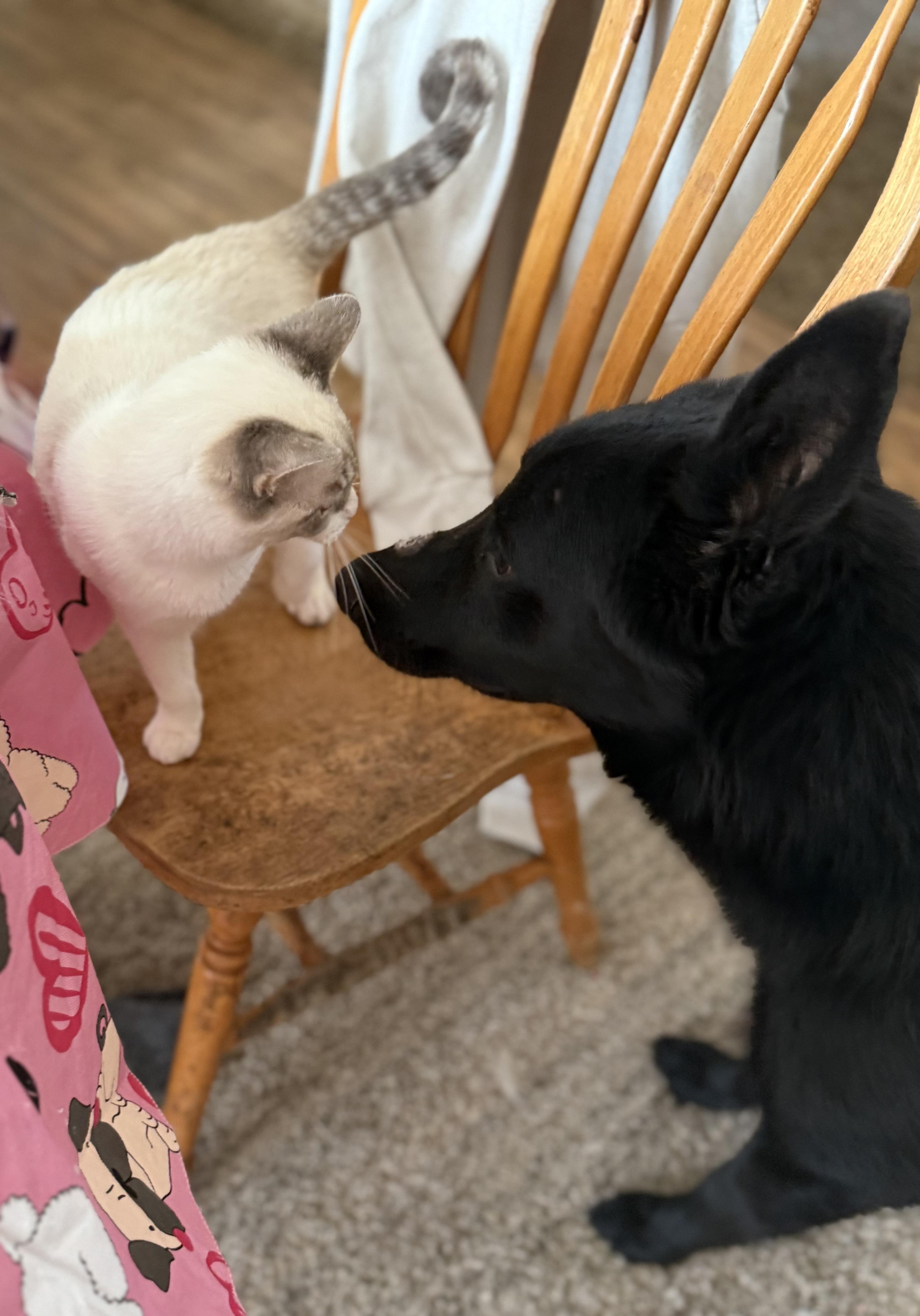 Hugh, an adopted mixed breed in Jefferson City, MO image 2/6