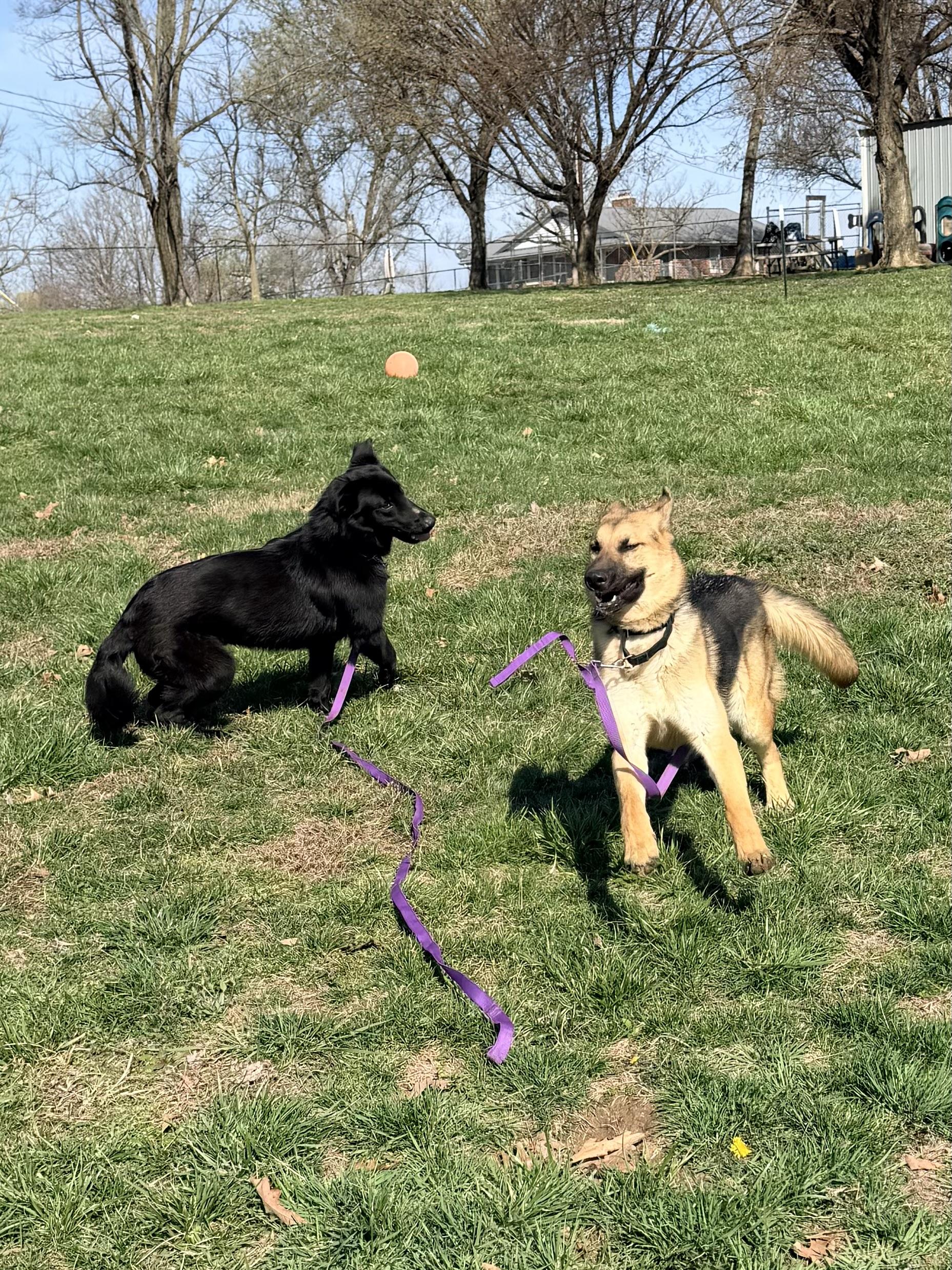 Hugh, an adopted mixed breed in Jefferson City, MO image 4/6