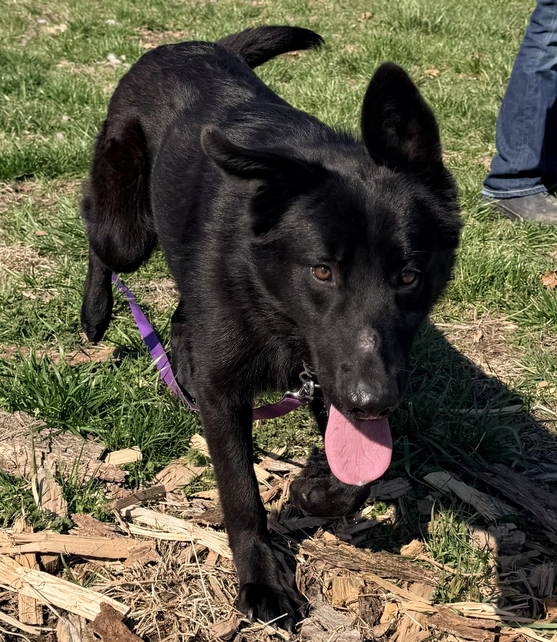 Hugh, an adopted mixed breed in Jefferson City, MO image 5/6