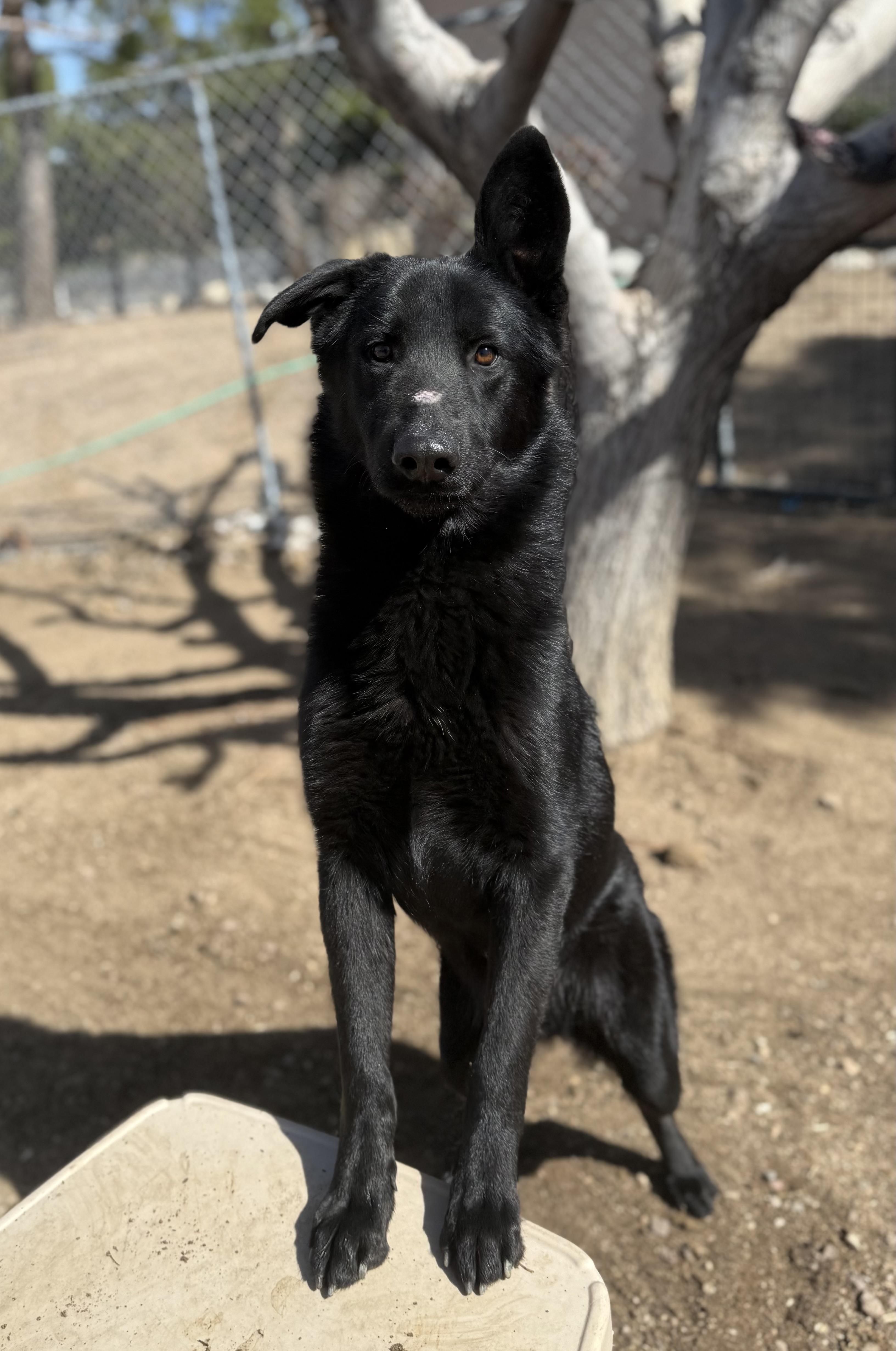 Hugh, adopted, Young Male German Shepherd Dog.