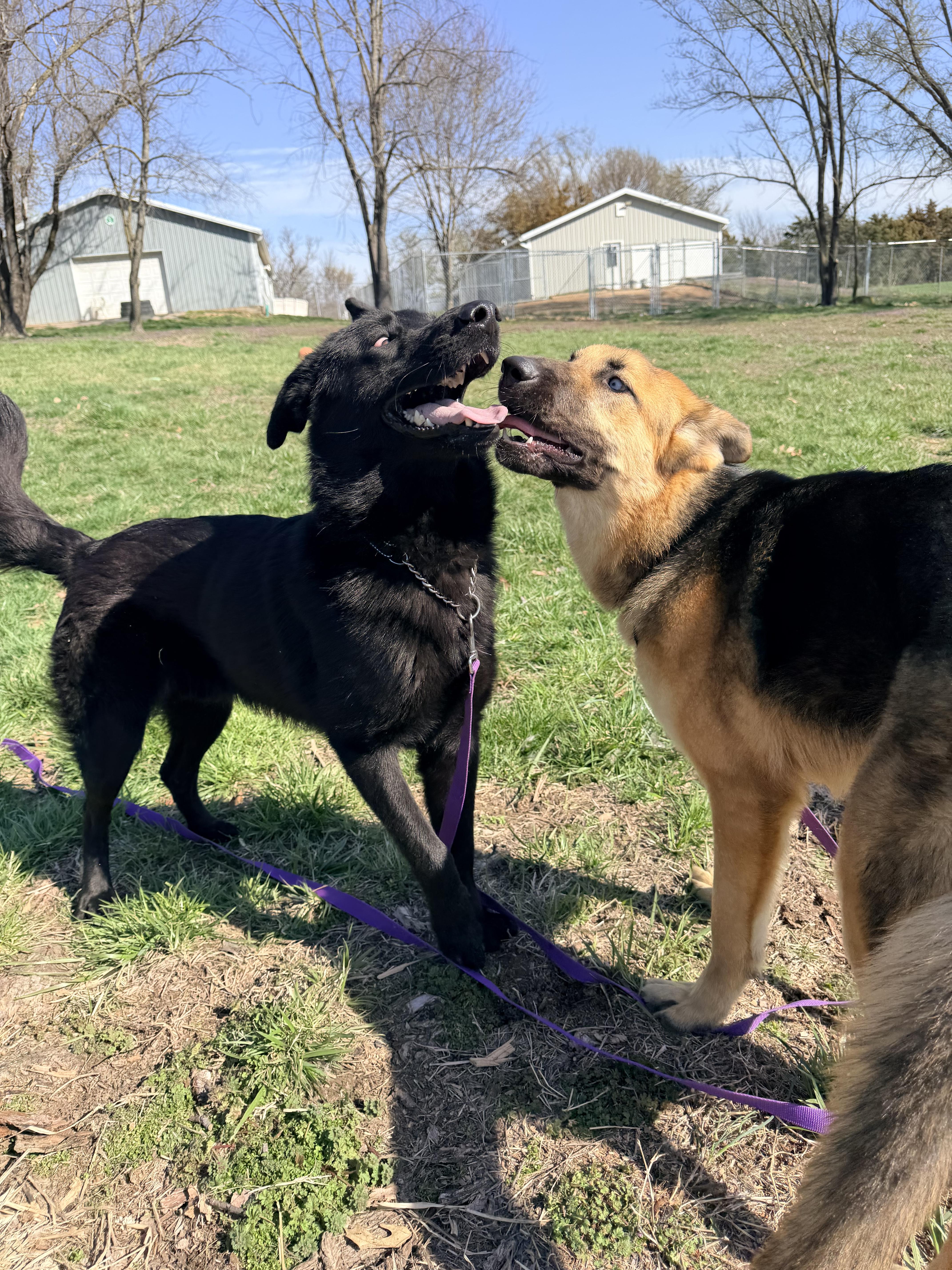 Hugh, an adopted mixed breed in Jefferson City, MO image 6/6