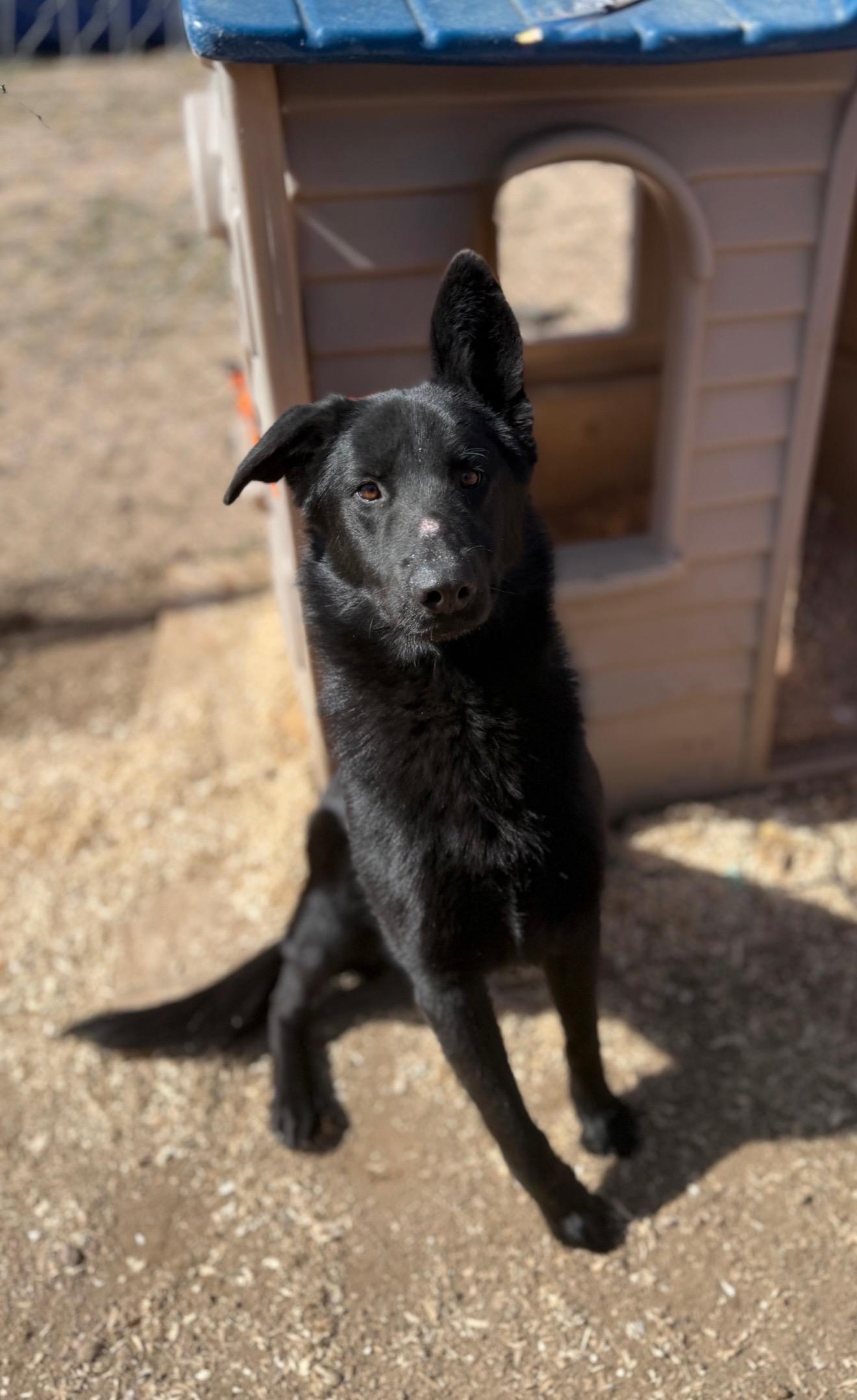 Hugh, an adopted mixed breed in Jefferson City, MO image 3/6