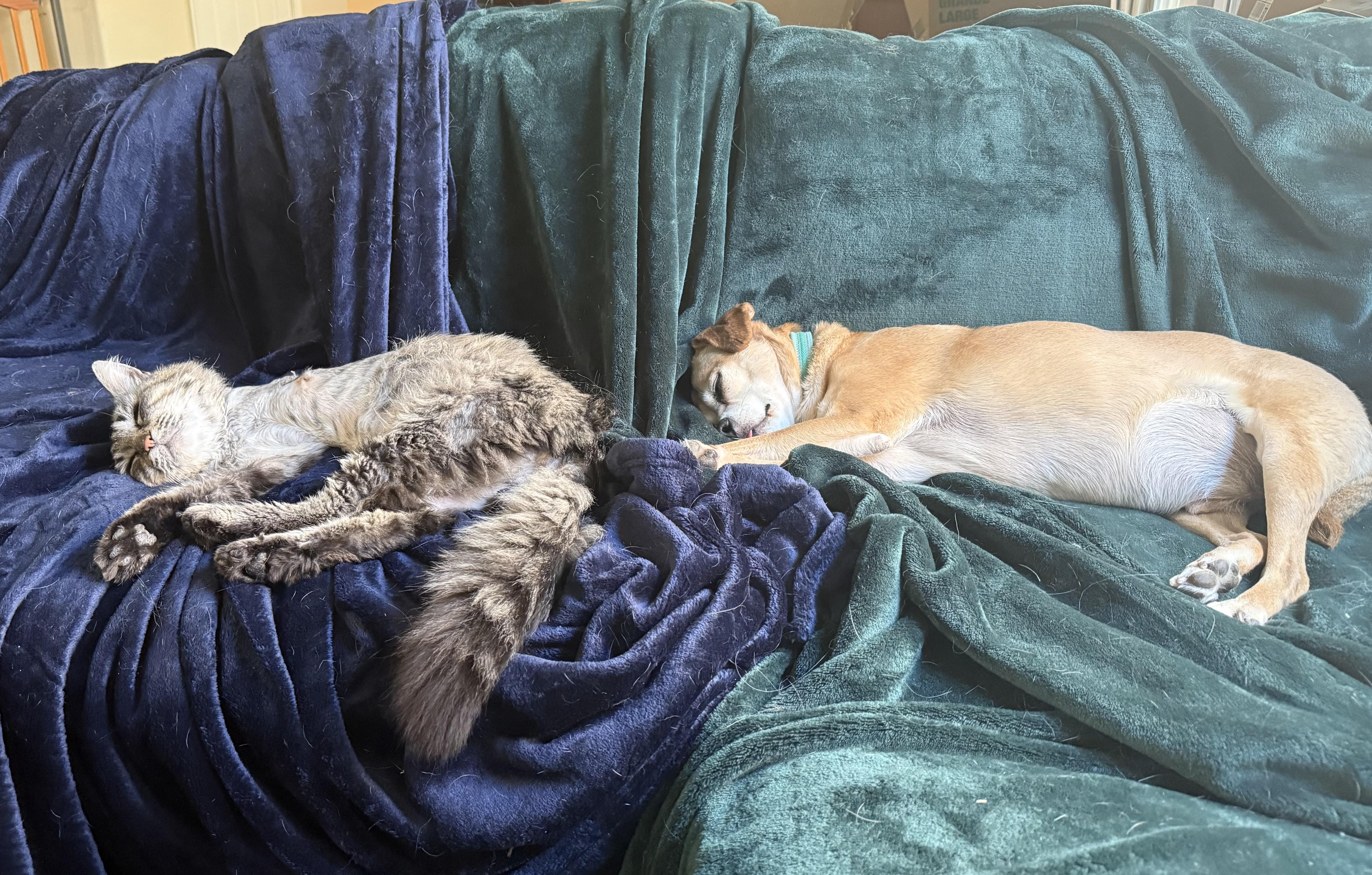 Enlarge Ernie, a ADOPTABLE Domestic Long Hair in Chandler, AZ image 2/3