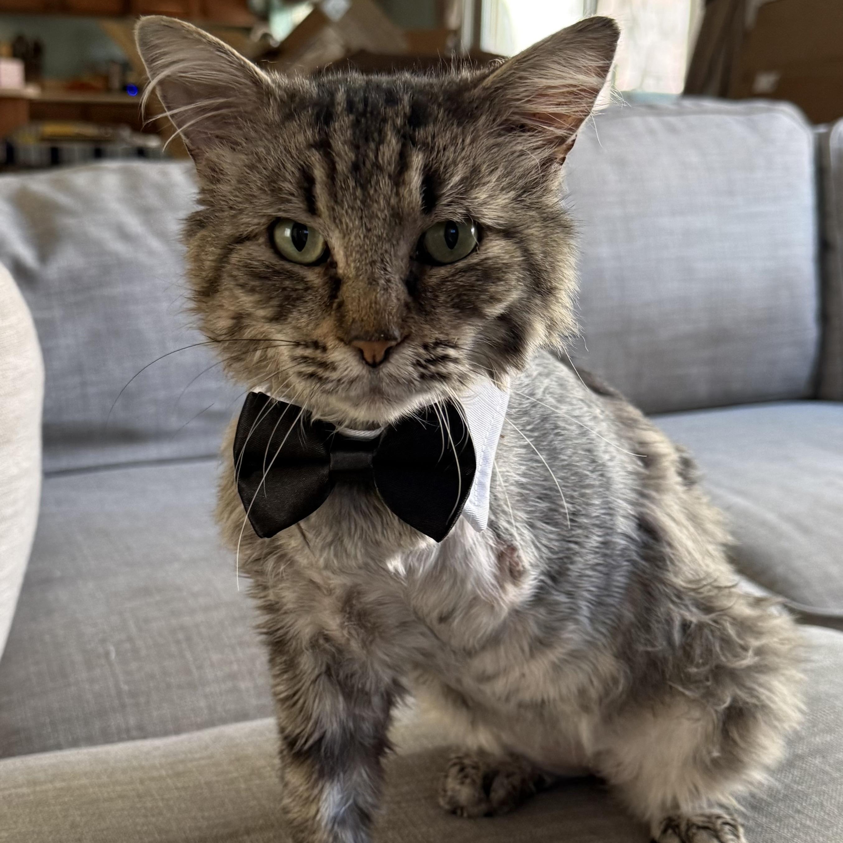 Ernie, ADOPTABLE, Senior Male Domestic Long Hair.