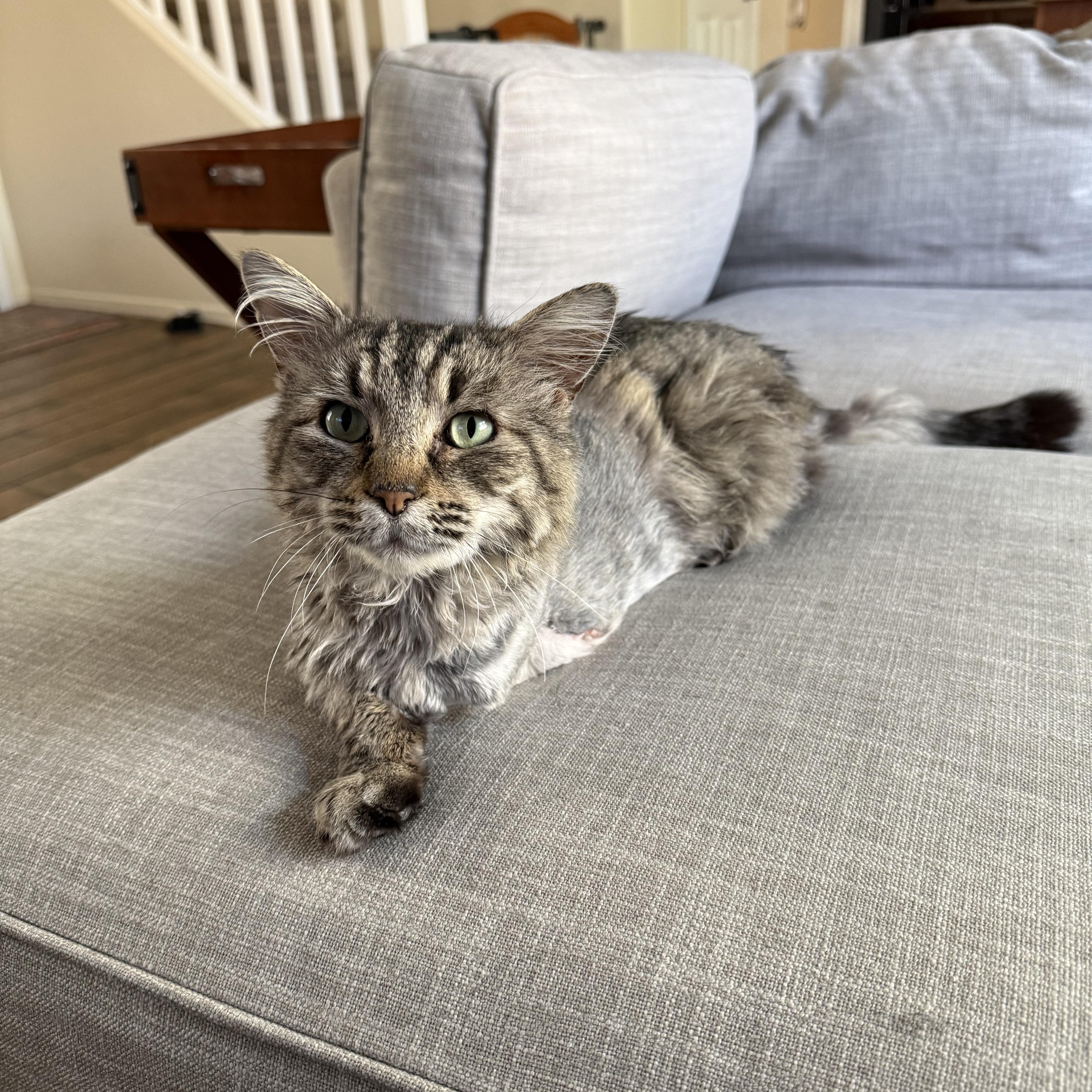 Enlarge Ernie, a ADOPTABLE Domestic Long Hair in Chandler, AZ image 3/3