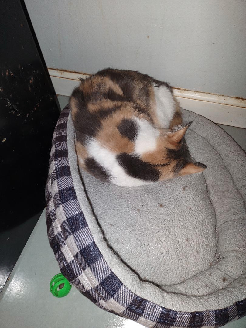 Lucy Lou, a Adoptable mixed breed in Simms, TX image 1/2