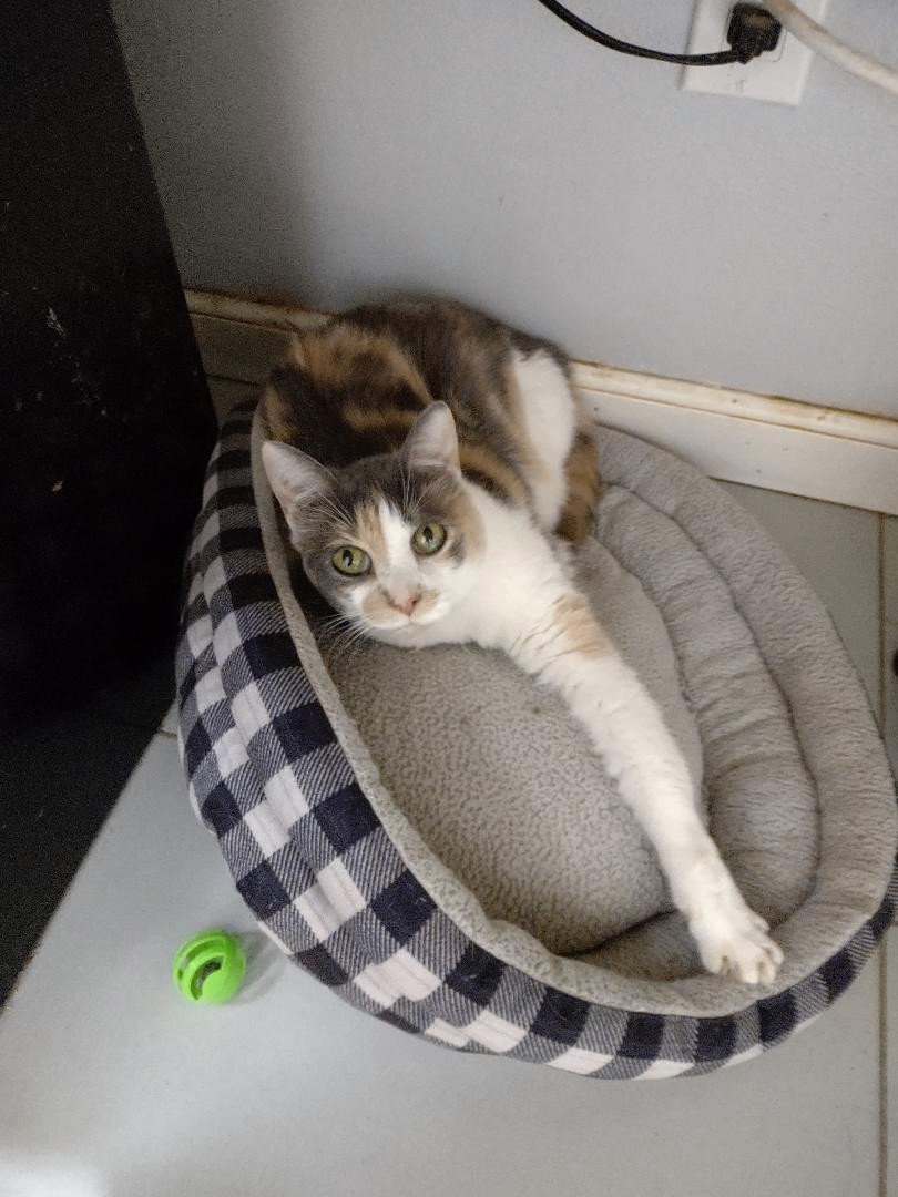 Lucy Lou, a Adoptable mixed breed in Simms, TX image 2/2