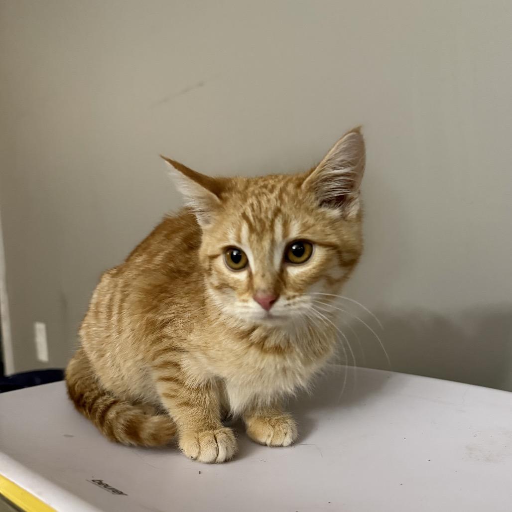 Enlarge Stuart, a ADOPTABLE Domestic Short Hair in Sedalia, MO image 1/1