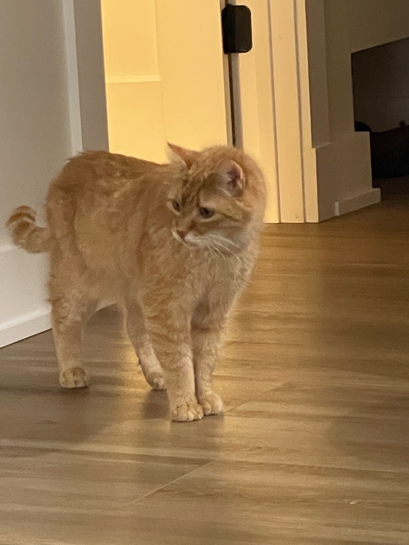 Enlarge Gus, a Adopted Domestic Short Hair in Monticello, IN image 1/12