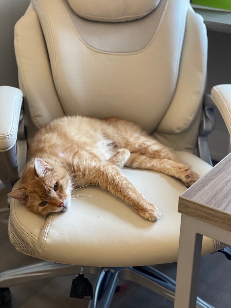 Enlarge Gus, a Adopted Domestic Short Hair in Monticello, IN image 2/12