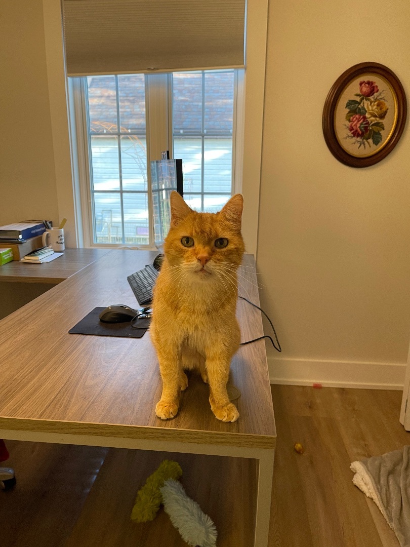 Enlarge Gus, a Adopted Domestic Short Hair in Monticello, IN image 3/12