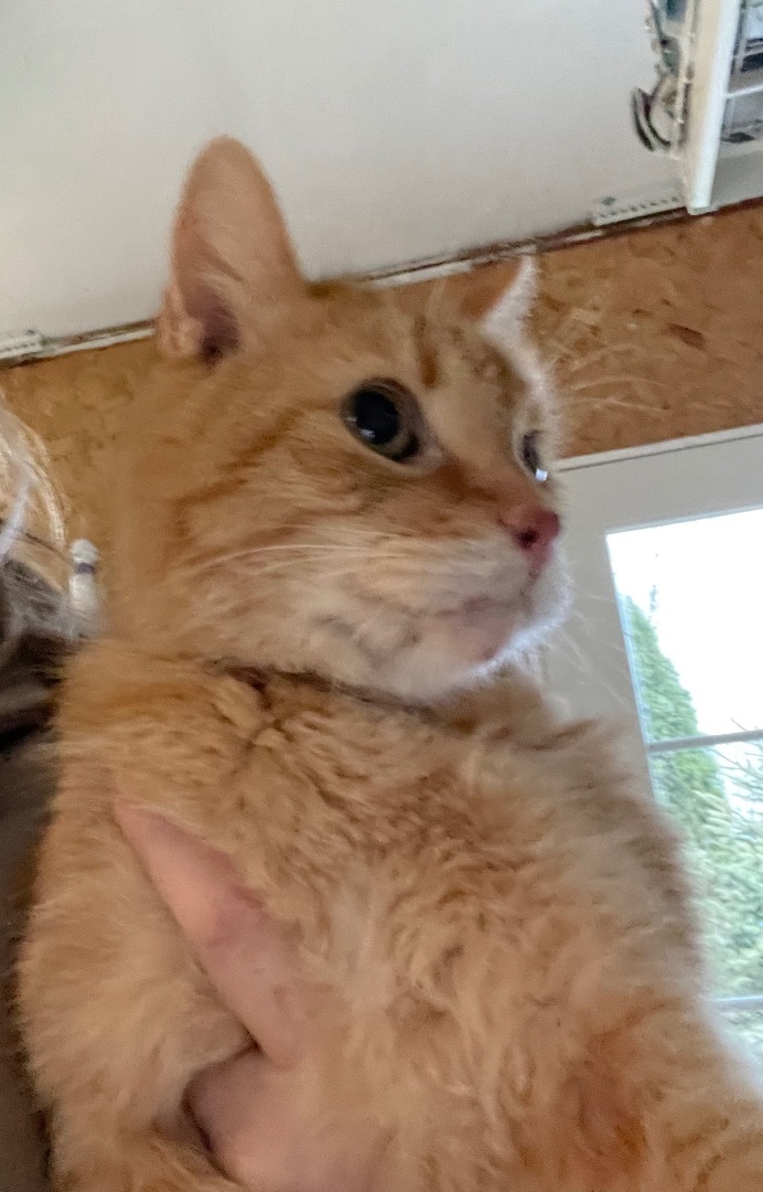 Enlarge Gus, a Adopted Domestic Short Hair in Monticello, IN image 4/12