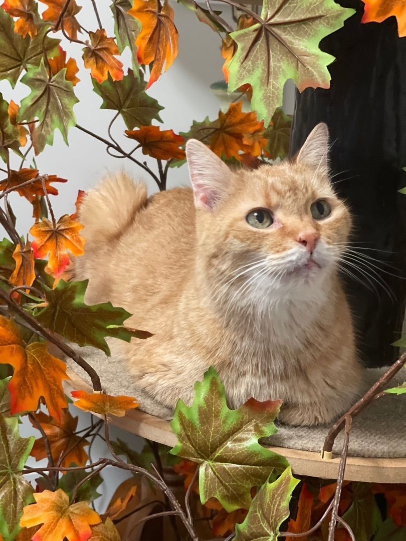 Enlarge Gus, a Adopted Domestic Short Hair in Monticello, IN image 5/12