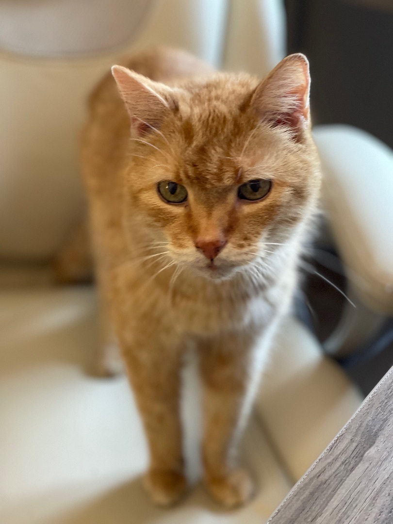 Enlarge Gus, a Adopted Domestic Short Hair in Monticello, IN image 6/12